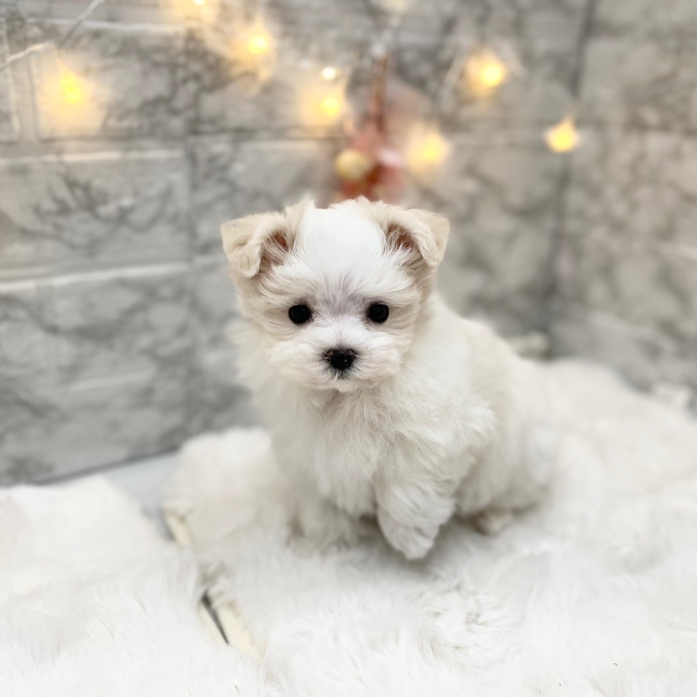 静岡県のマルチーズ (犬の家＆猫の里MEGAドン・キホーテ袋井店/2026年3月23日生まれ/男の子/ホワイト)の子犬の2枚目の画像