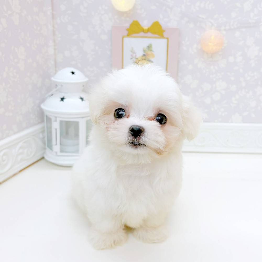 富山県のマルチーズ (犬の家＆猫の里富山店/2026年3月22日生まれ/男の子/ホワイト)の子犬の2枚目の画像