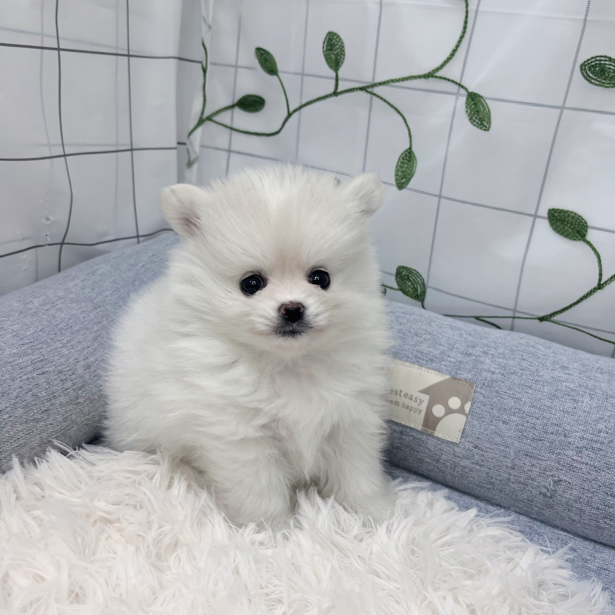 長野県のポメチワ/チワポメ/ポメチー(ポメラニアン×チワワ) (犬の家＆猫の里塩尻店/2026年3月22日生まれ/女の子/ホワイト)の子犬の2枚目の画像