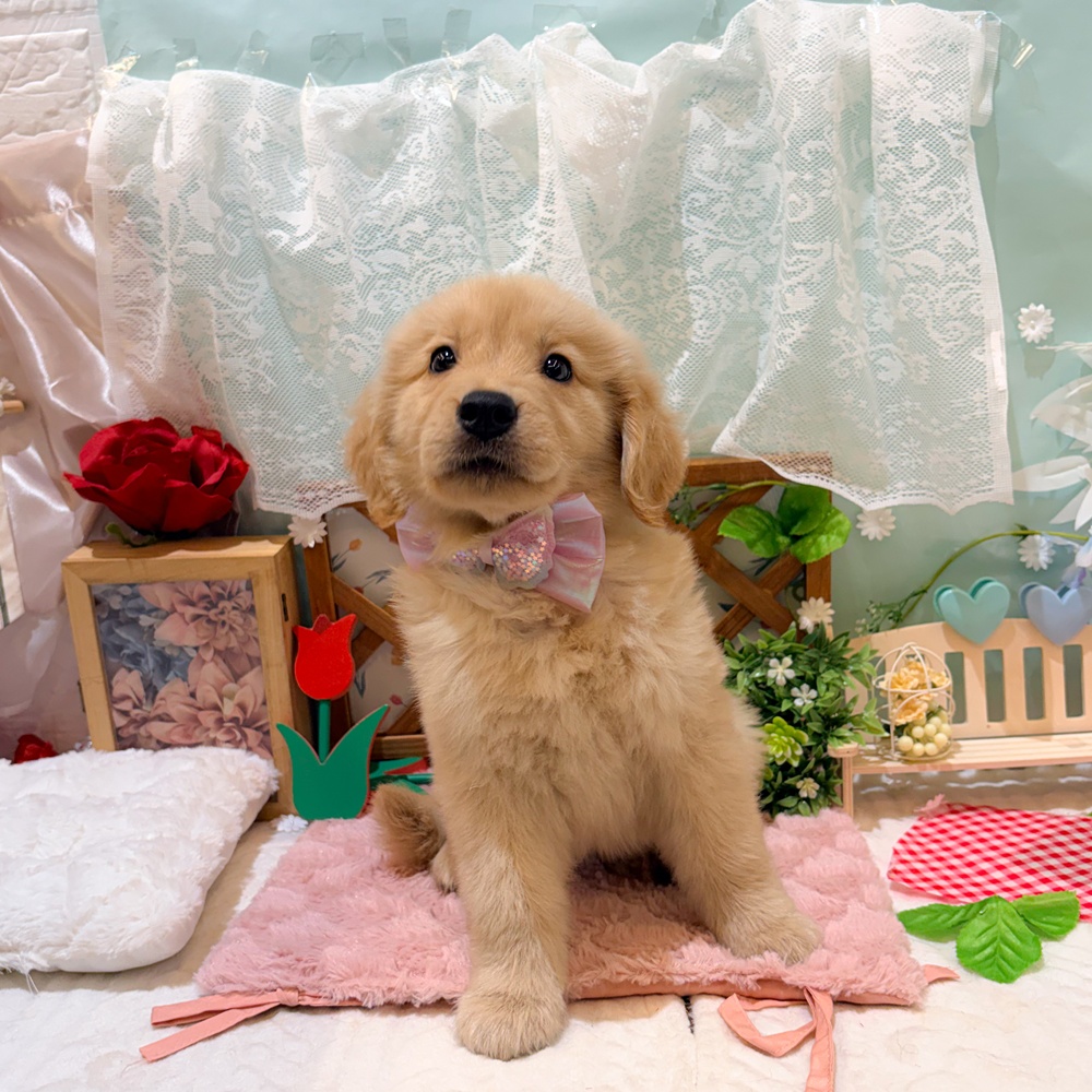 静岡県のゴールデンレトリバー (犬の家＆猫の里富士店/2026年3月23日生まれ/女の子/ゴールデン)の子犬の1枚目の画像
