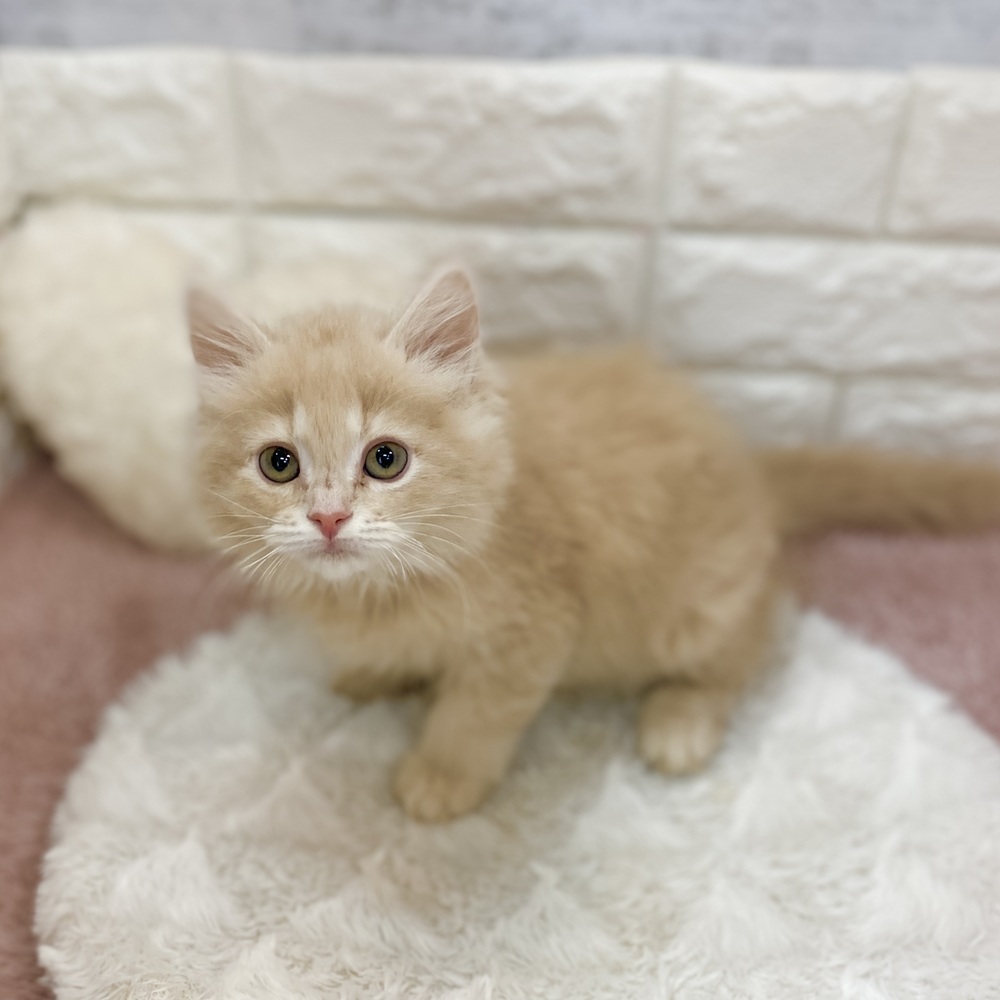 静岡県のミヌエット (犬の家＆猫の里プレ葉ウォーク浜北店/2026年3月23日生まれ/男の子/クリームタビー)の子猫の2枚目の画像