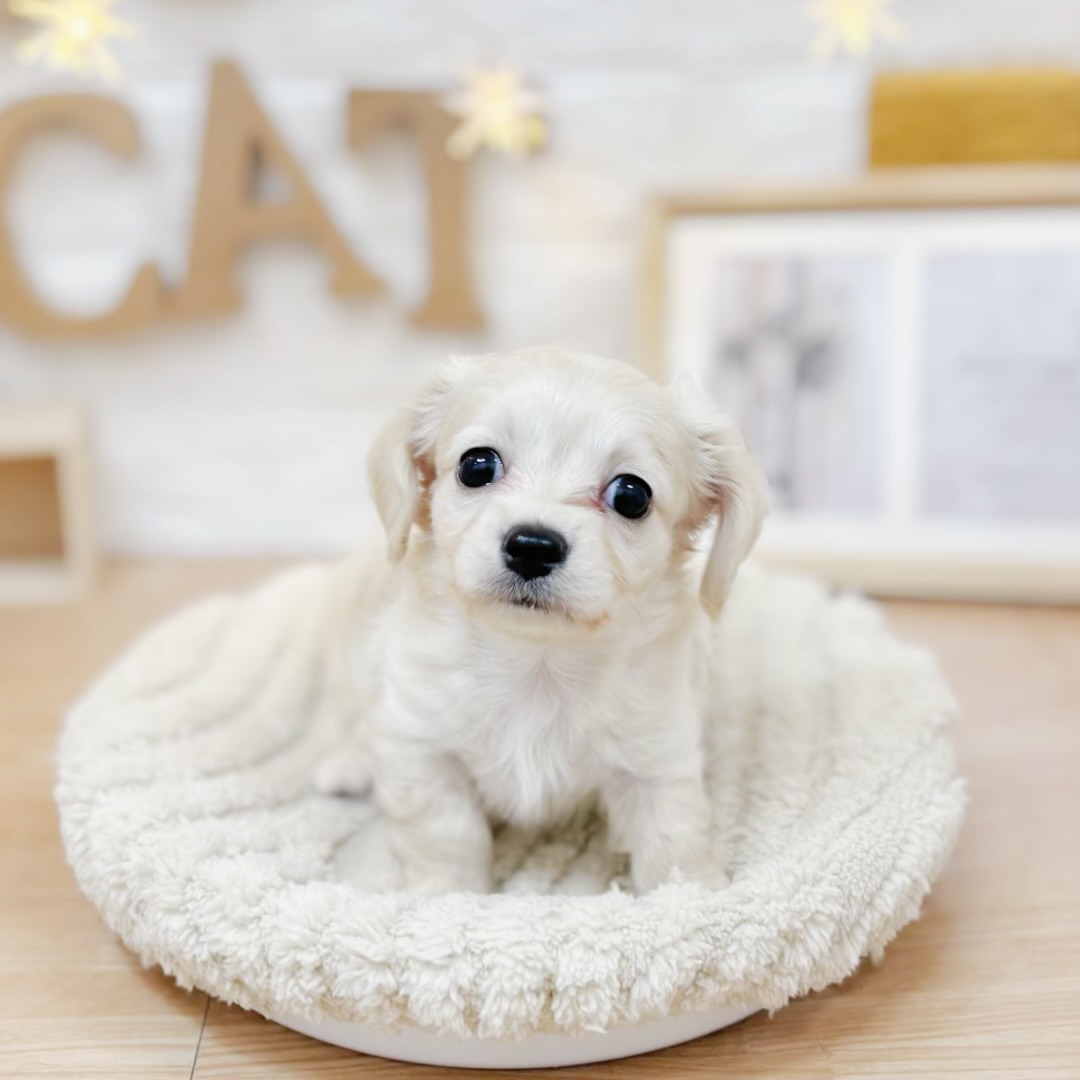 千葉県のチワックス(チワワ×ダックス) (犬の家＆猫の里ワンズモール稲毛店/2026年3月22日生まれ/男の子/クリーム)の子犬の1枚目の画像