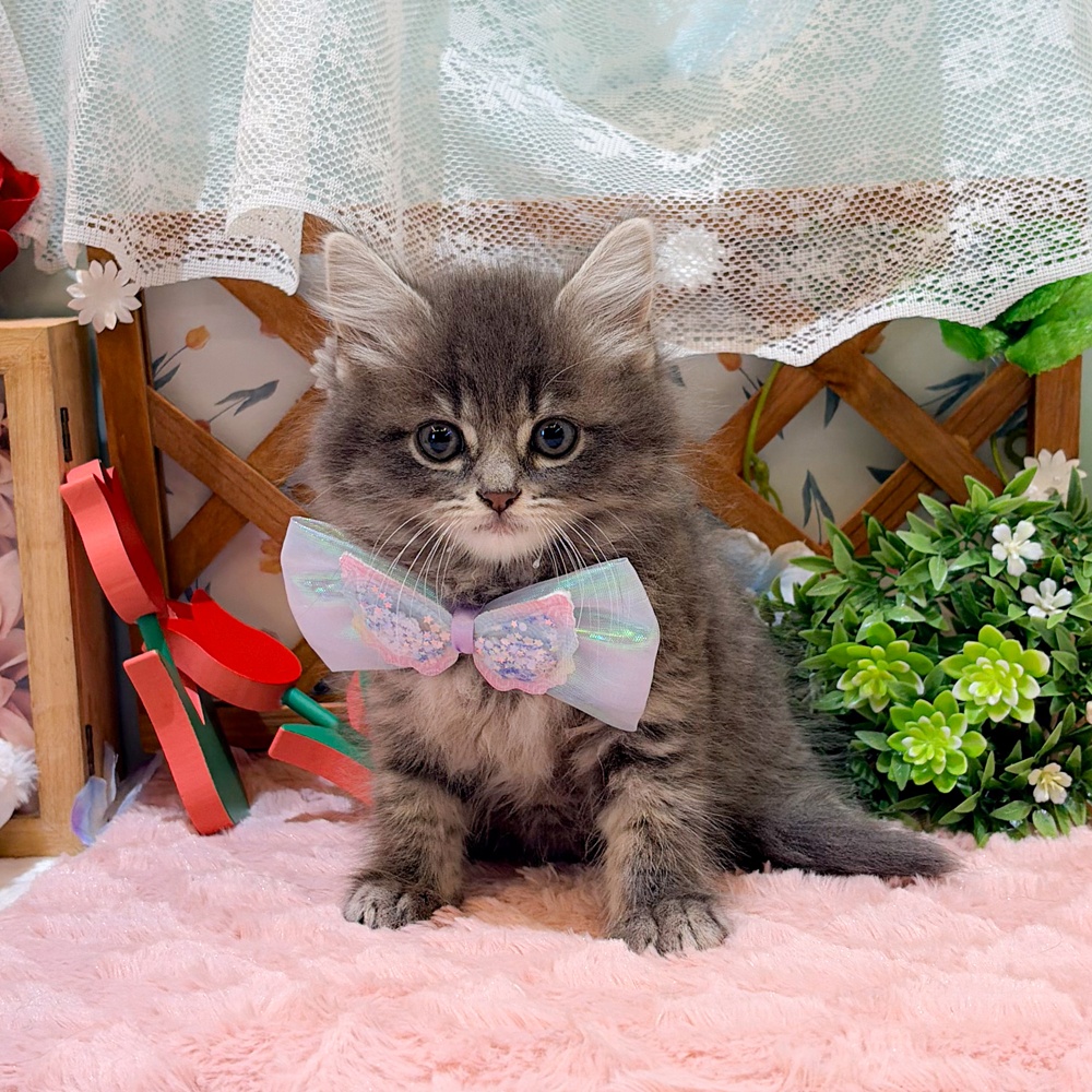 静岡県のスコティッシュストレート (犬の家＆猫の里富士店/2026年3月24日生まれ/男の子/ブルータビー)の子猫の1枚目の画像
