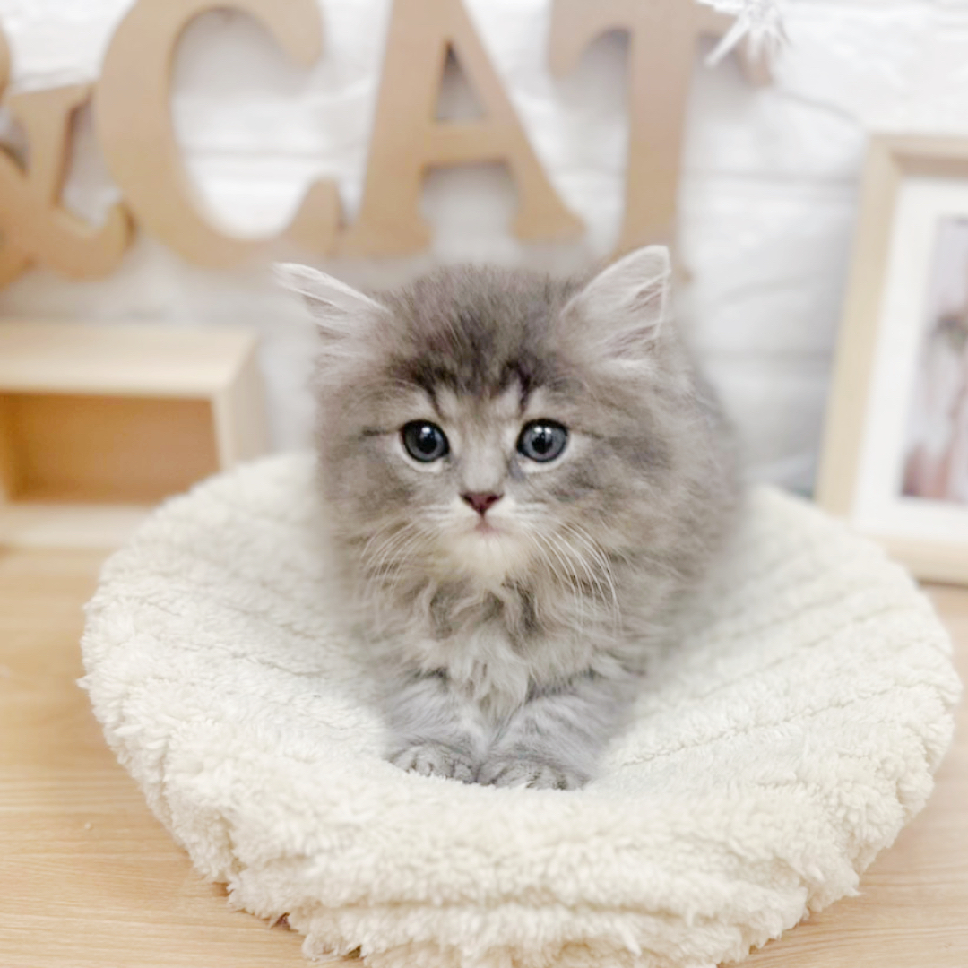 千葉県のスコティッシュストレート (犬の家＆猫の里ワンズモール稲毛店/2026年3月24日生まれ/女の子/ブルータビー)の子猫の1枚目の画像