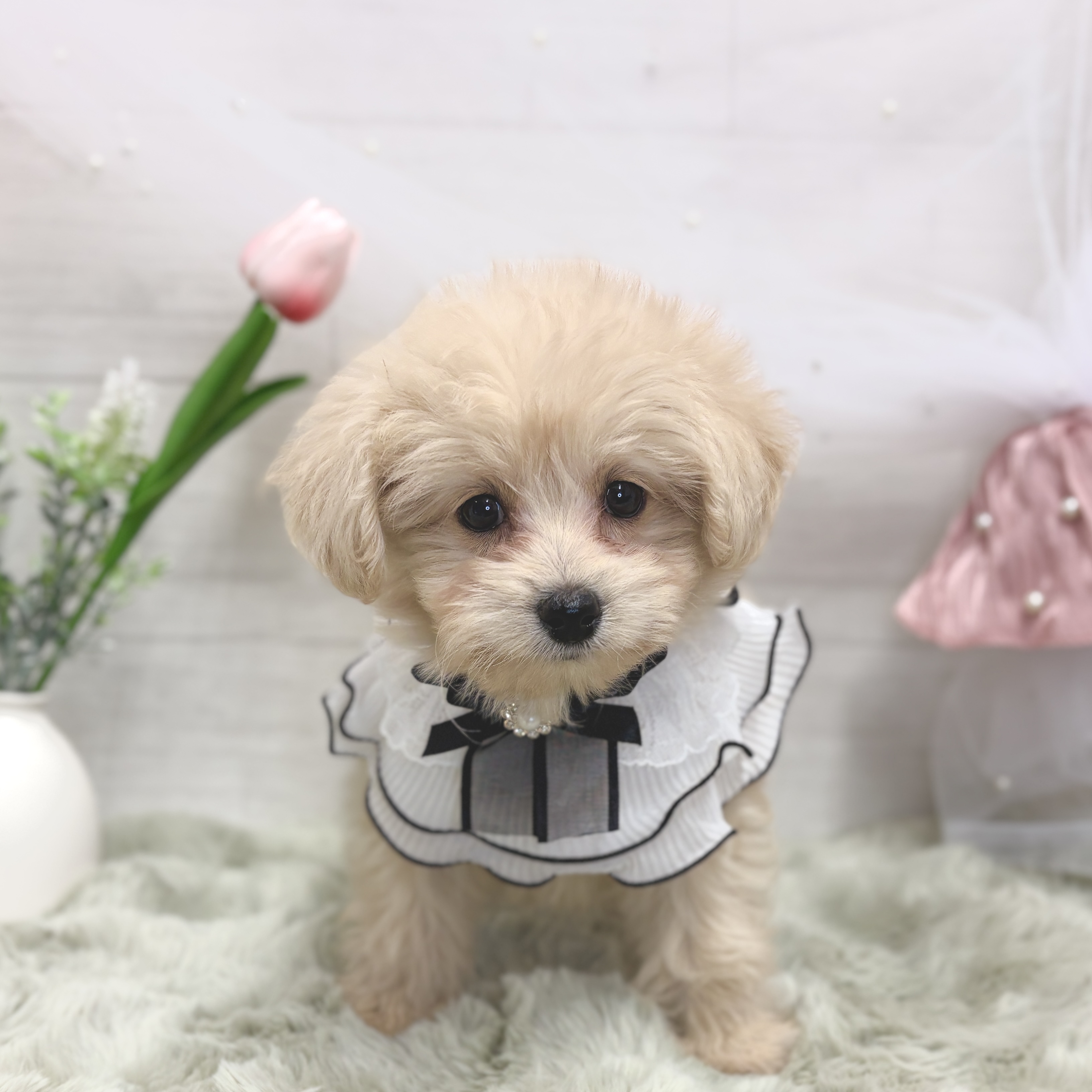 神奈川県のポメプー(ポメラニアン×プードル) (犬の家＆猫の里相模原店/2026年3月21日生まれ/男の子/クリーム)の子犬の2枚目の画像