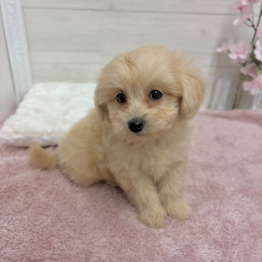神奈川県のポメプー(ポメラニアン×プードル) (犬の家＆猫の里相模原店/2026年3月21日生まれ/男の子/クリーム)の子犬の2枚目の画像