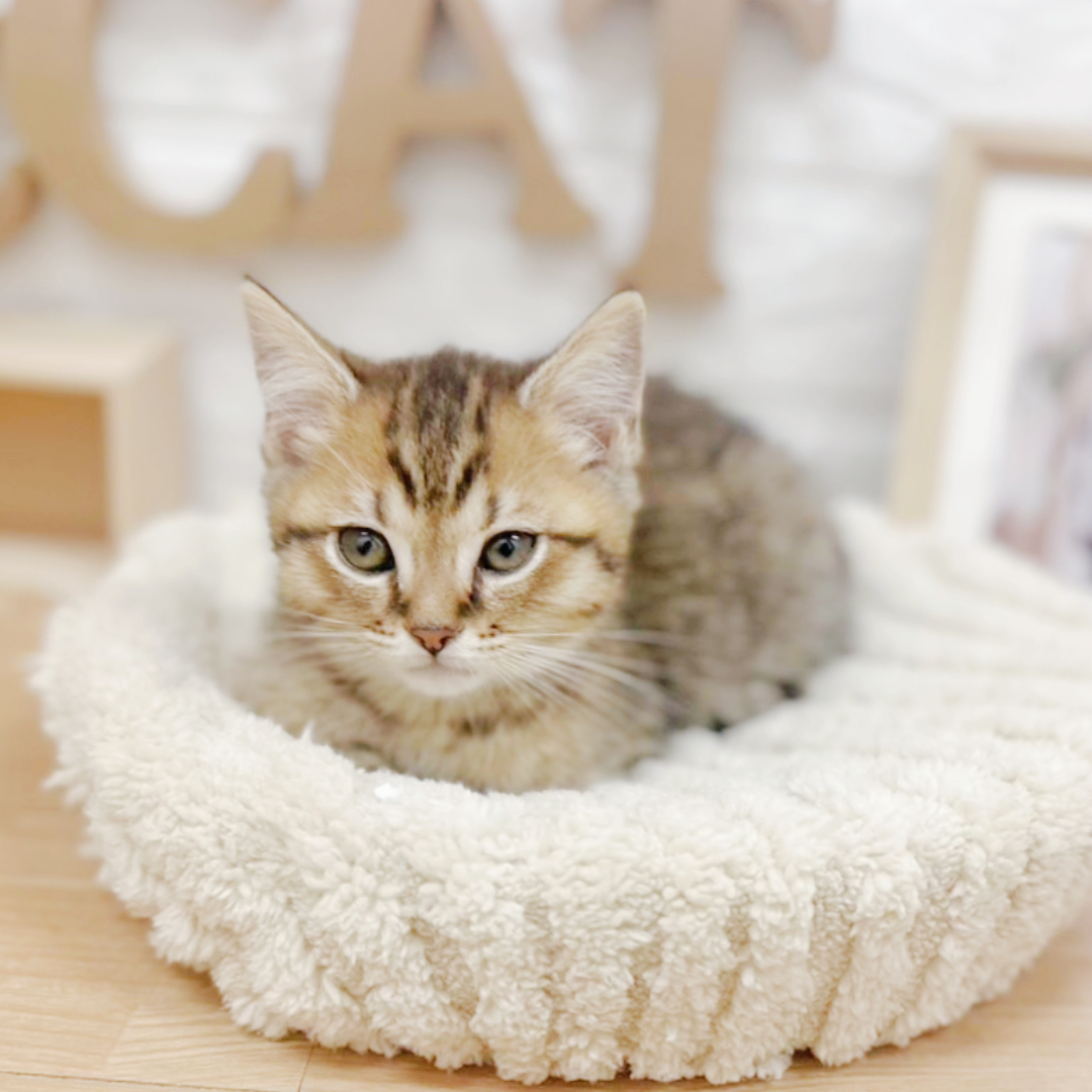 千葉県のミヌエット (犬の家＆猫の里ワンズモール稲毛店/2026年3月18日生まれ/女の子/ブラウンスポットタビー)の子猫の2枚目の画像