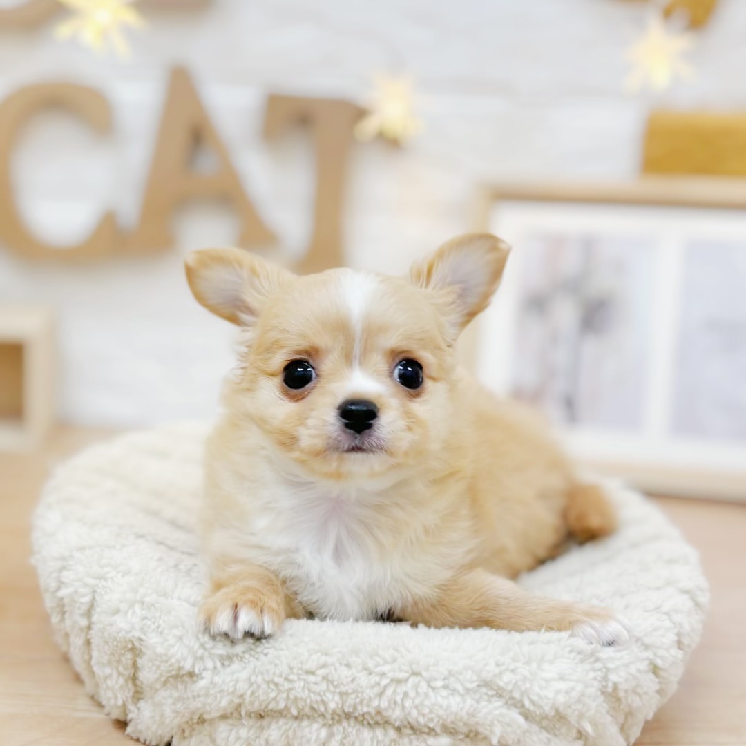千葉県のチワワ(ロング) (犬の家＆猫の里ワンズモール稲毛店/2026年3月23日生まれ/男の子/クリームホワイト)の子犬の2枚目の画像