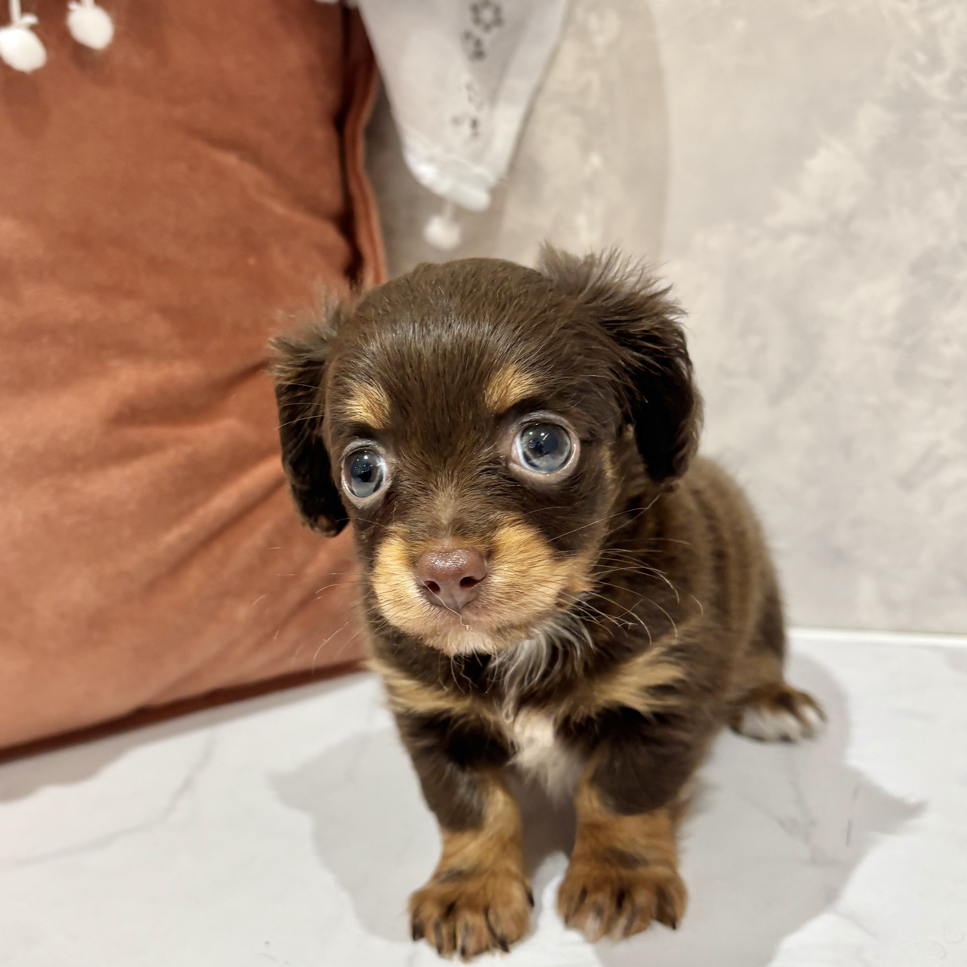 福岡県のチワックス(チワワ×ダックス) (犬の家＆猫の里くりえいと宗像店/2026年3月24日生まれ/女の子/チョコレートタン)の子犬の1枚目の画像