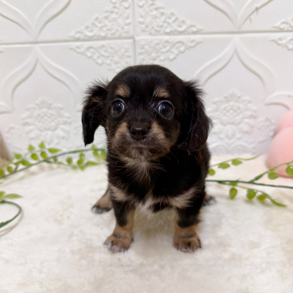愛知県のチワックス(チワワ×ダックス) (犬の家＆猫の里岡崎店/2026年3月24日生まれ/女の子/ブラックタン)の子犬の1枚目の画像