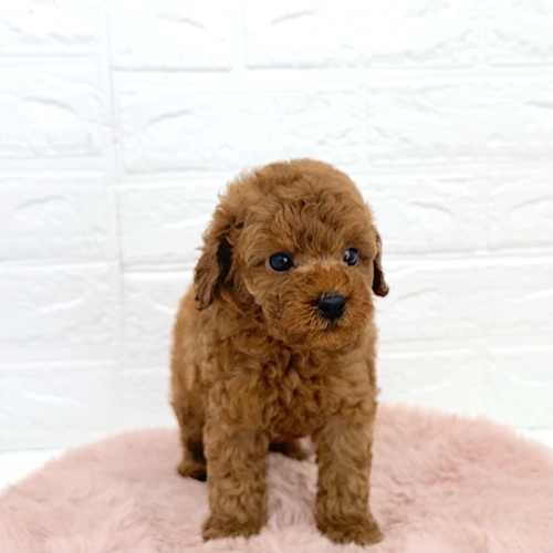 愛知県のトイプードル(トイ) (犬の家＆猫の里豊川インター店/2026年3月22日生まれ/女の子/レッド)の子犬の1枚目の画像