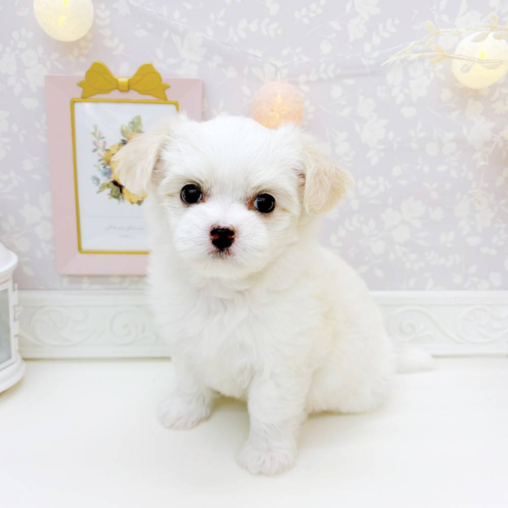 富山県のチワマル/マルチワ(チワワ×マルチーズ) (犬の家＆猫の里富山店/2026年3月24日生まれ/女の子/ホワイト)の子犬の2枚目の画像