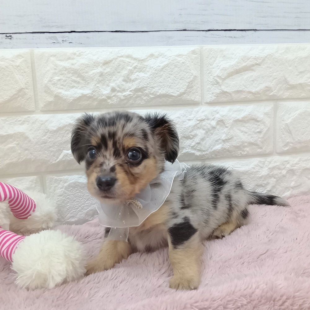 静岡県のチワックス(チワワ×ダックス) (犬の家＆猫の里アミーゴ浜松和田店/2026年3月21日生まれ/男の子/ブルーマール)の子犬の2枚目の画像