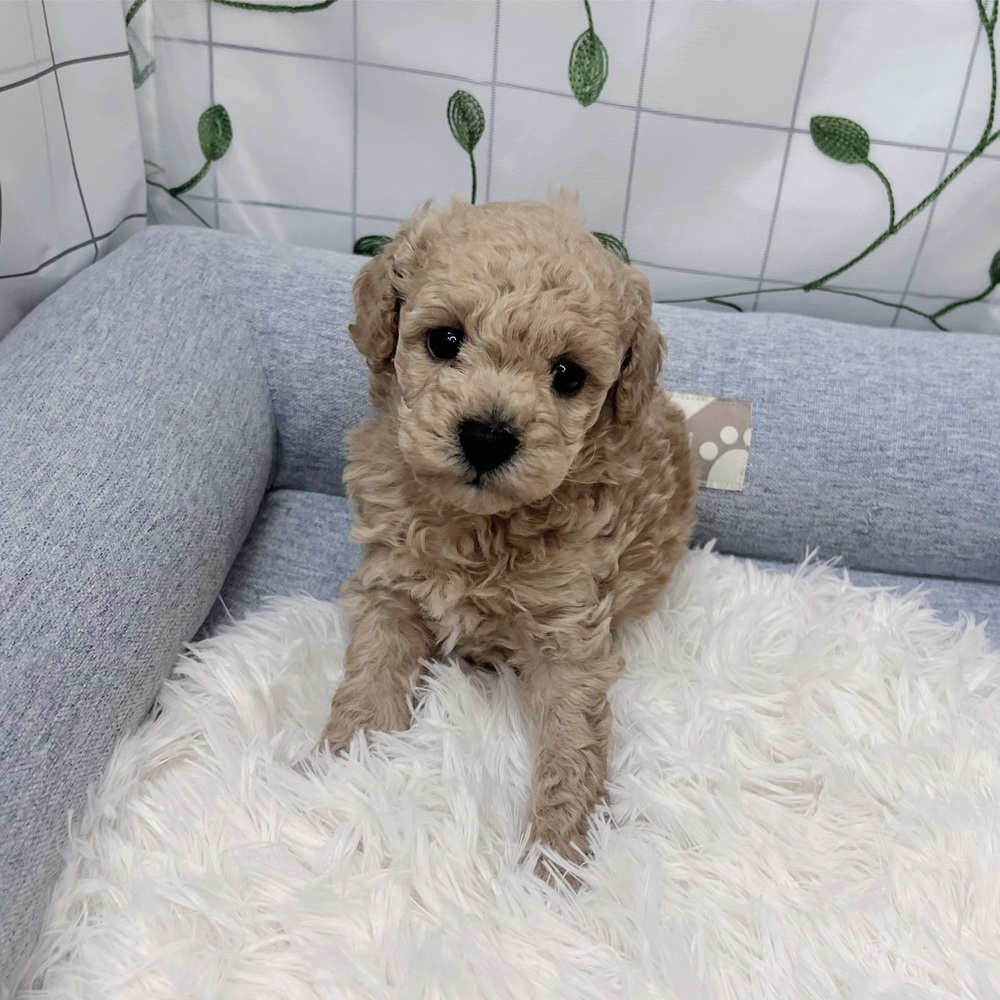 長野県のトイプードル(トイ) (犬の家＆猫の里塩尻店/2026年3月24日生まれ/男の子/アプリコット)の子犬の1枚目の画像