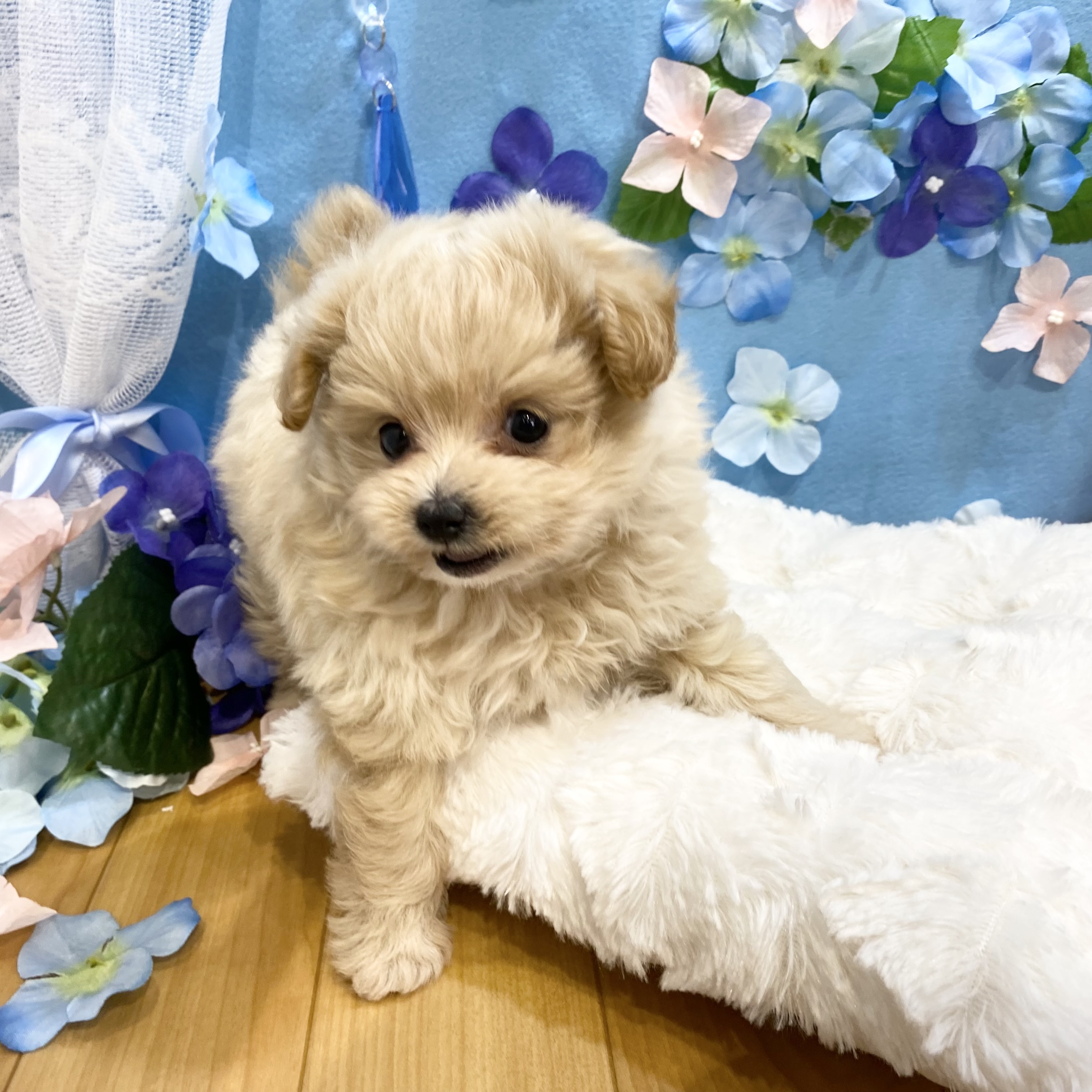 長野県のポメプー(ポメラニアン×プードル) (犬の家＆猫の里カインズ梓川店/2026年3月23日生まれ/女の子/アプリコット)の子犬の2枚目の画像