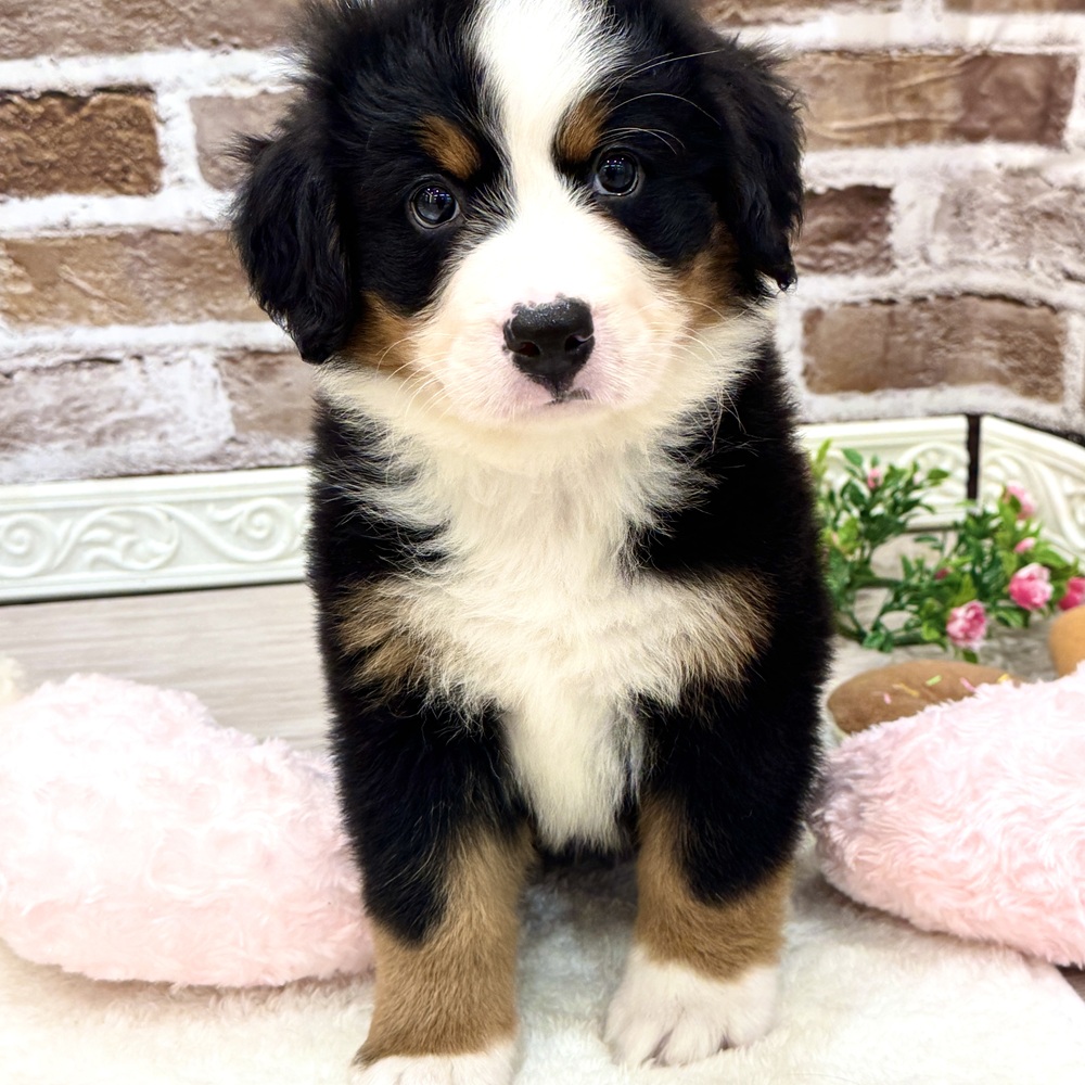 三重県のバーニーズマウンテンドッグ (犬の家＆猫の里三重桑名店/2026年3月24日生まれ/女の子/ブラックラストホワイト)の子犬の2枚目の画像