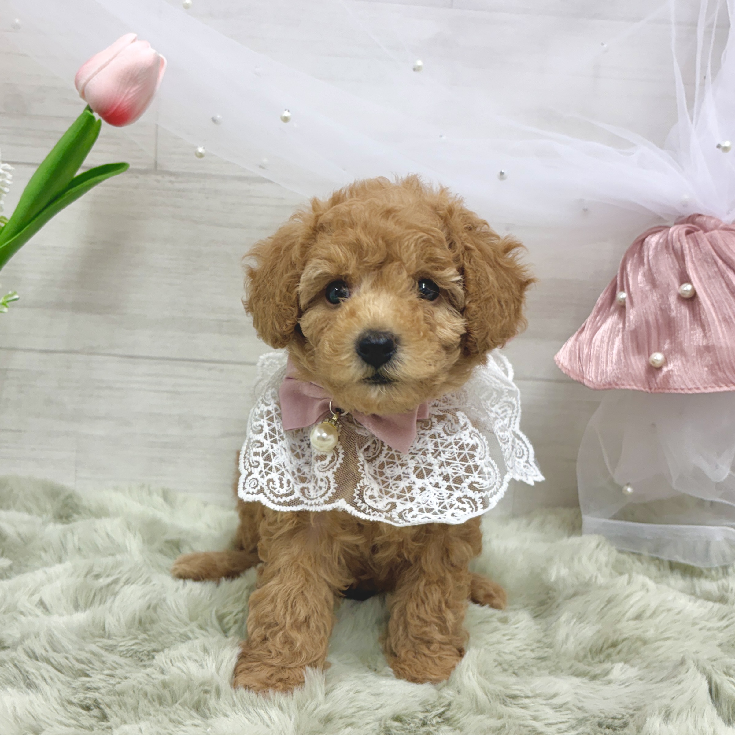 神奈川県のトイプードル(トイ) (犬の家＆猫の里相模原店/2026年3月20日生まれ/女の子/レッド)の子犬の2枚目の画像