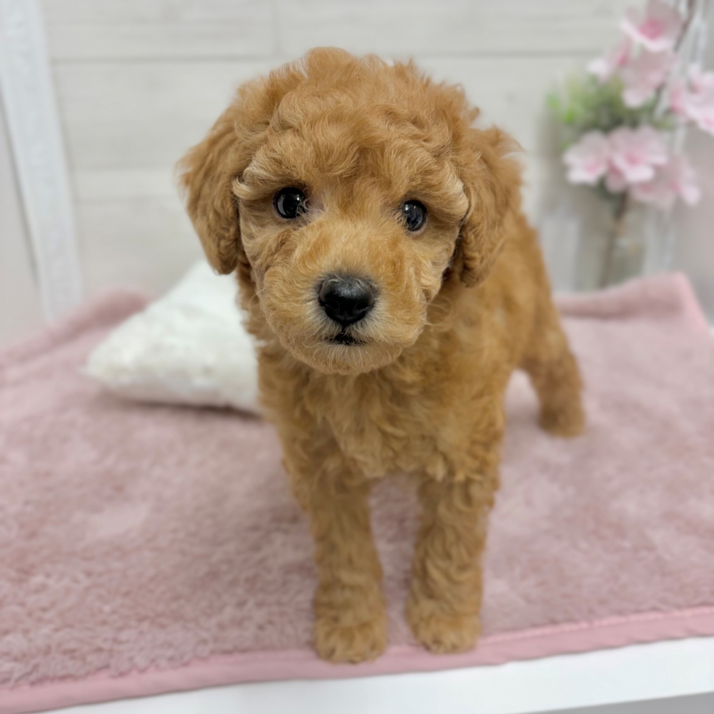 神奈川県のトイプードル(トイ) (犬の家＆猫の里相模原店/2026年3月20日生まれ/女の子/レッド)の子犬の2枚目の画像