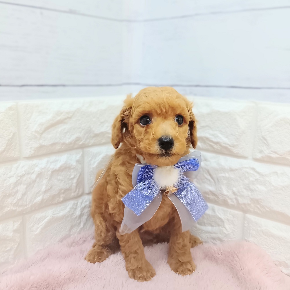 静岡県のトイプードル(トイ) (犬の家＆猫の里アミーゴ浜松和田店/2026年3月20日生まれ/男の子/レッド)の子犬の2枚目の画像