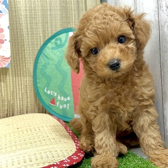 神奈川県のトイプードル(トイ) (犬の家＆猫の里小田原店/2026年3月21日生まれ/男の子/レッド)の子犬の1枚目の画像