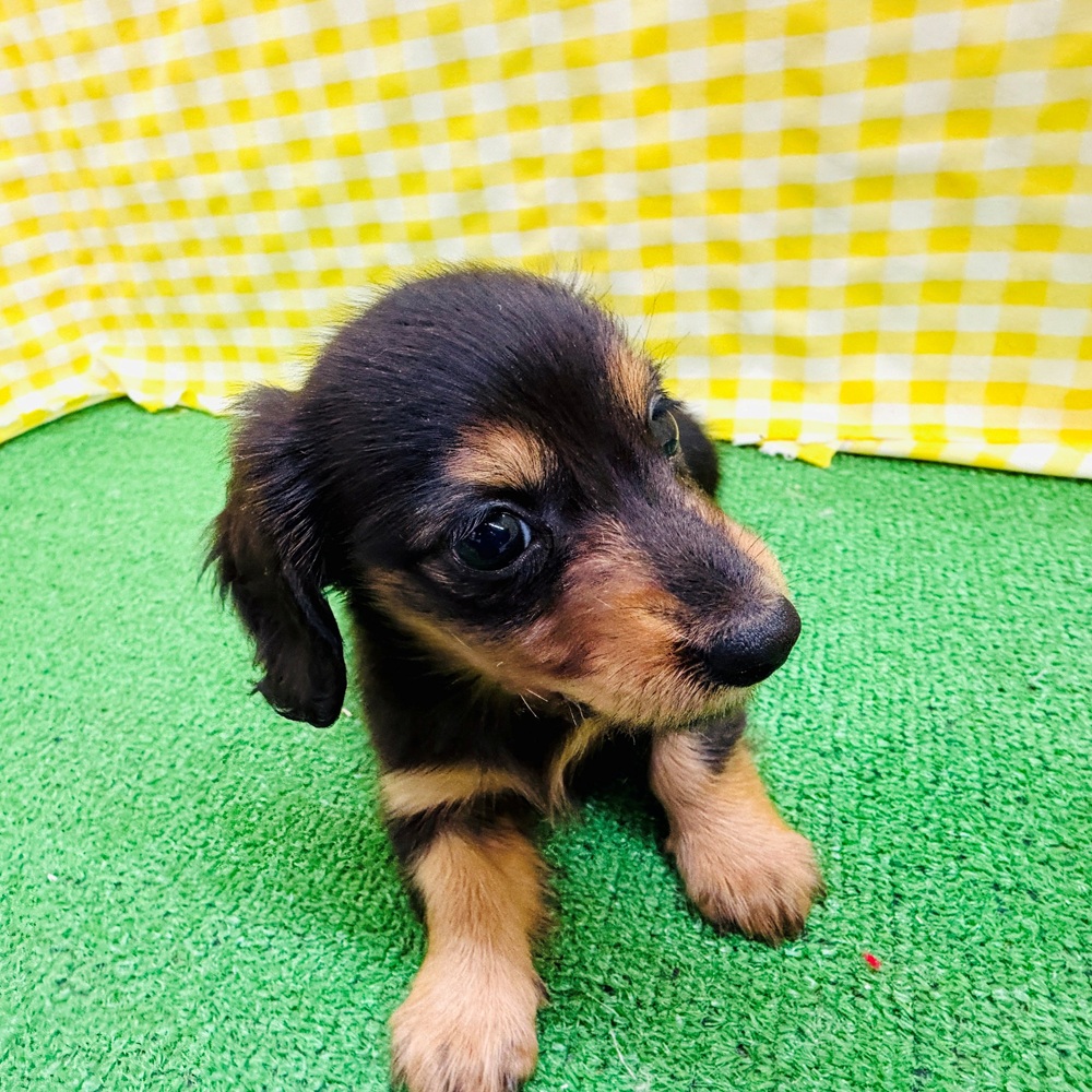 富山県のカニンヘンダックスフンド(ロング) (犬の家＆猫の里アミーゴ高岡蓮花寺店/2026年3月24日生まれ/女の子/ブラックタン)の子犬の2枚目の画像