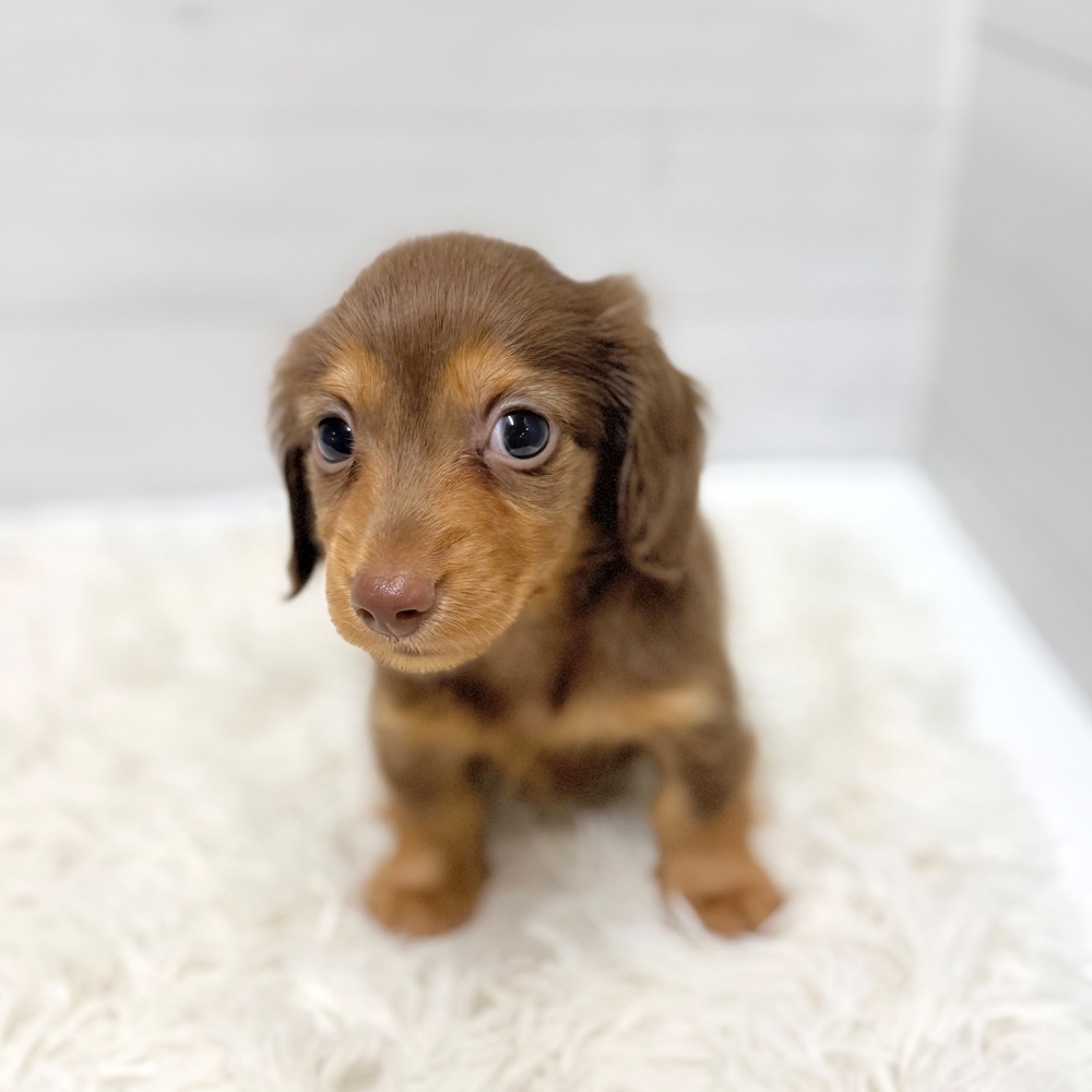 愛知県のカニンヘンダックスフンド(ロング) (犬の家＆猫の里豊田店/2026年3月24日生まれ/男の子/チョコレートタン)の子犬の2枚目の画像