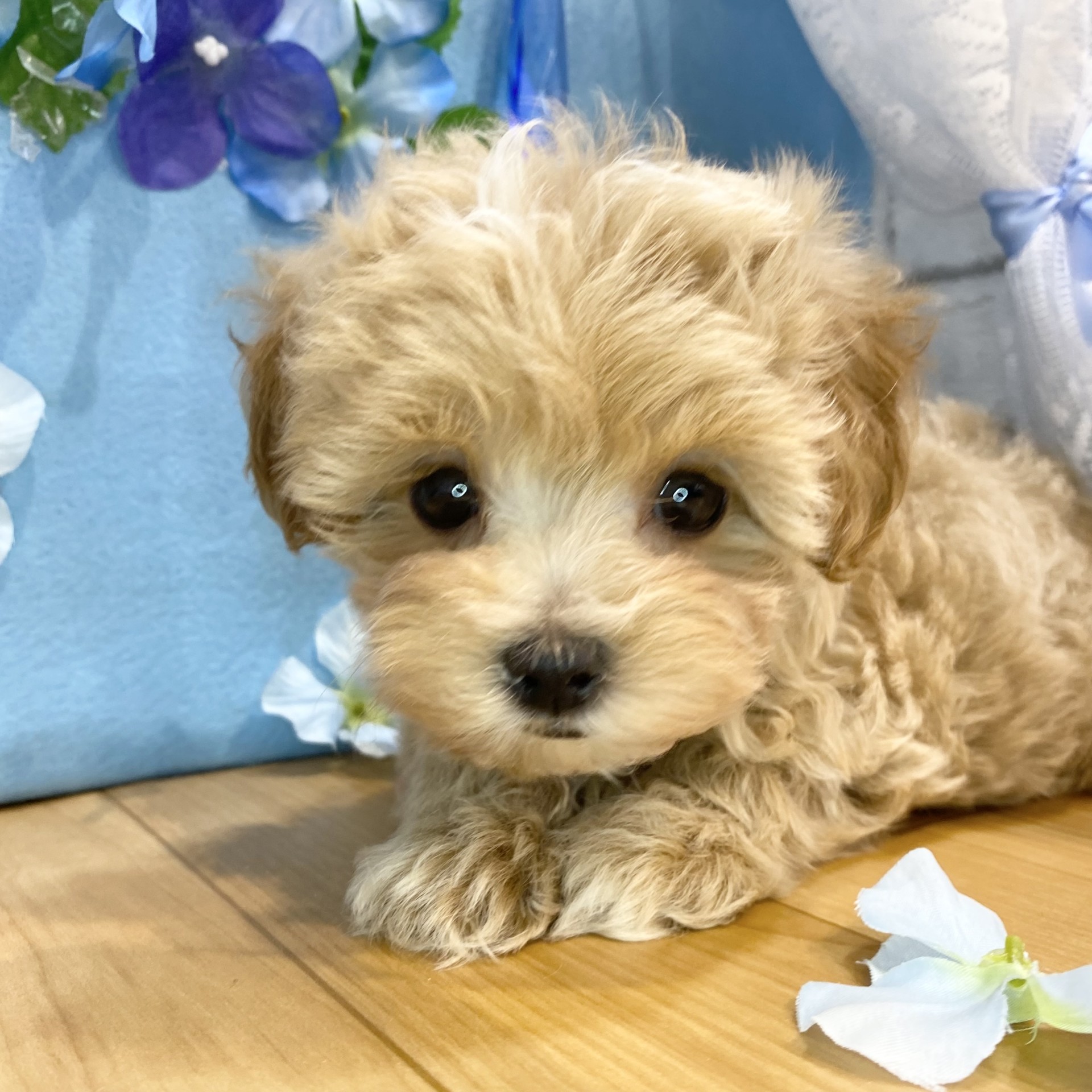 長野県のマルプー(マルチーズ×プードル) (犬の家＆猫の里カインズ梓川店/2026年3月24日生まれ/女の子/アプリコットホワイト)の子犬の1枚目の画像