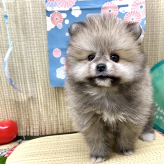 神奈川県のポメチワ/チワポメ/ポメチー(ポメラニアン×チワワ) (犬の家＆猫の里小田原店/2026年3月20日生まれ/女の子/オレンジ)の子犬の1枚目の画像