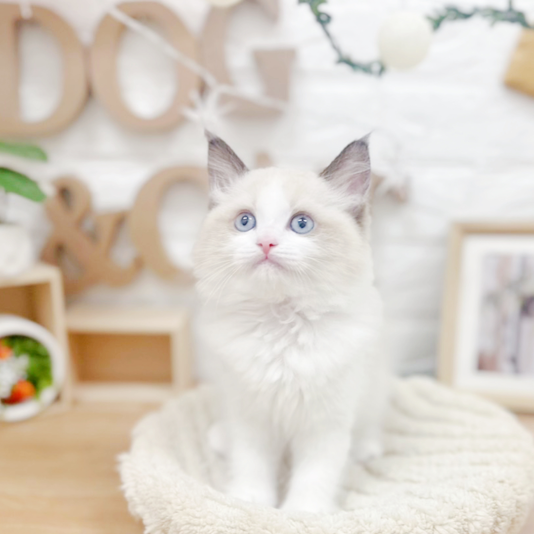 千葉県のラグドール (犬の家＆猫の里ワンズモール稲毛店/2026年3月23日生まれ/男の子/シールポイントバイカラー)の子猫の2枚目の画像