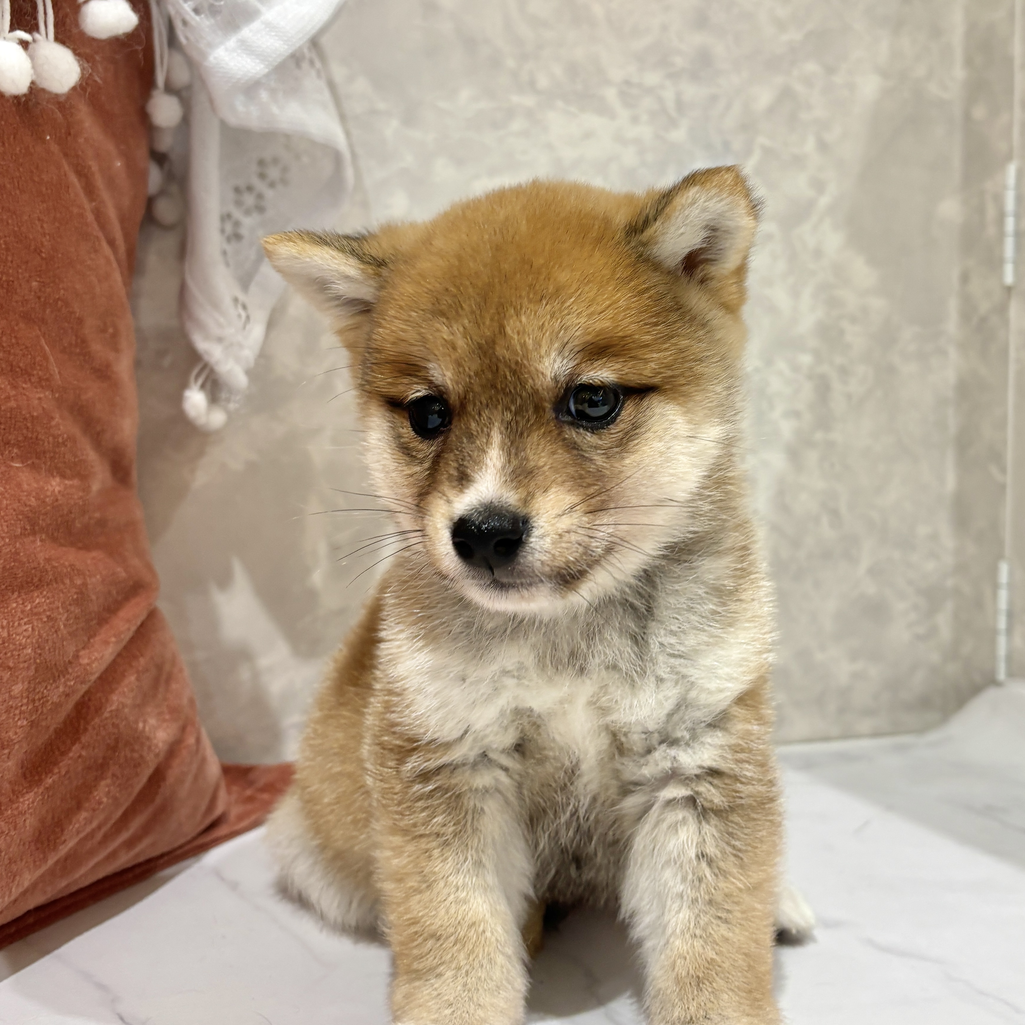 福岡県の豆柴 (犬の家＆猫の里くりえいと宗像店/2026年3月16日生まれ/男の子/赤)の子犬の1枚目の画像