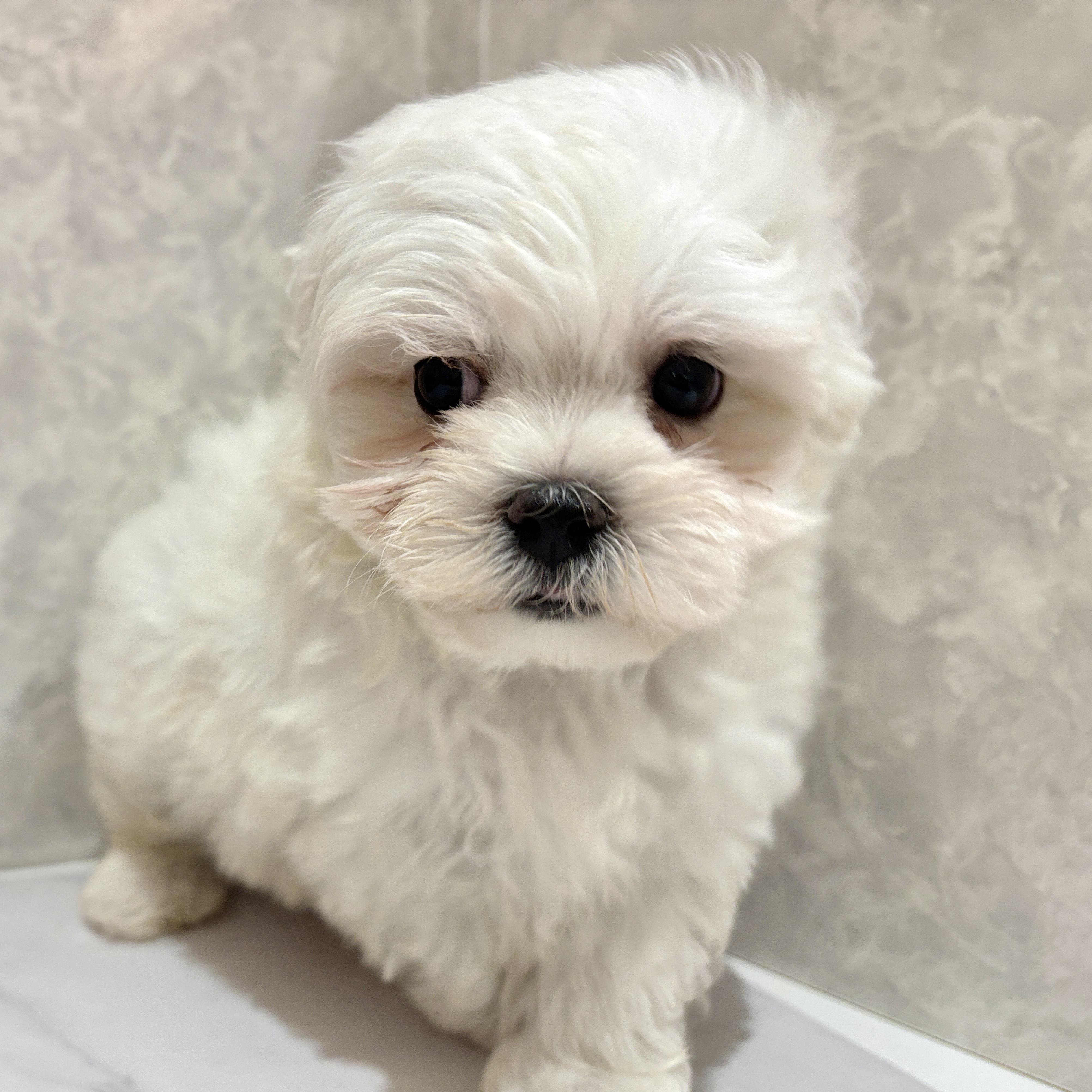 福岡県のビションフリーゼ (犬の家＆猫の里くりえいと宗像店/2026年3月24日生まれ/男の子/ホワイト)の子犬の2枚目の画像