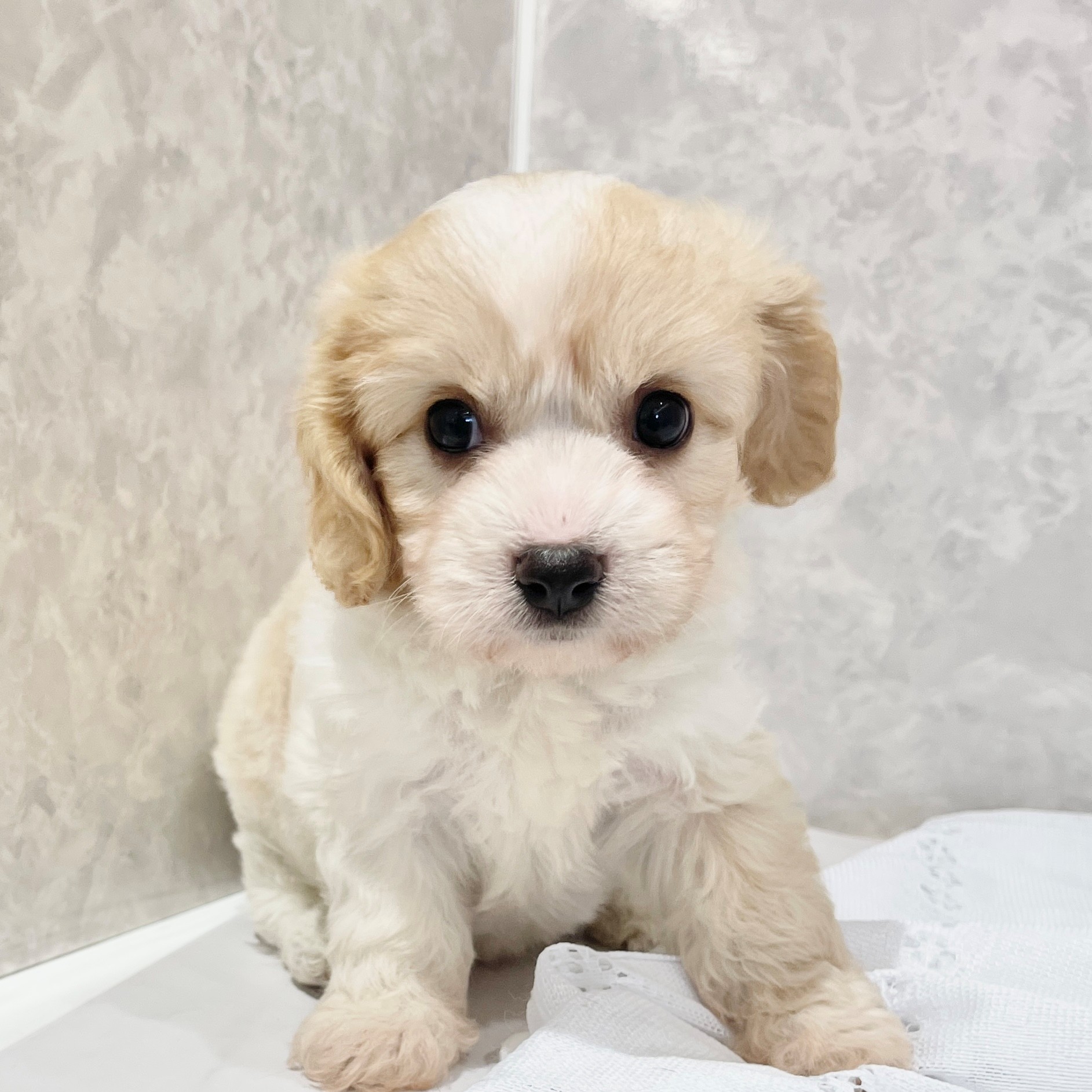 福岡県のハーフ犬・ミックス犬 (犬の家＆猫の里くりえいと宗像店/2026年3月22日生まれ/女の子/ブレンハイム)の子犬の2枚目の画像