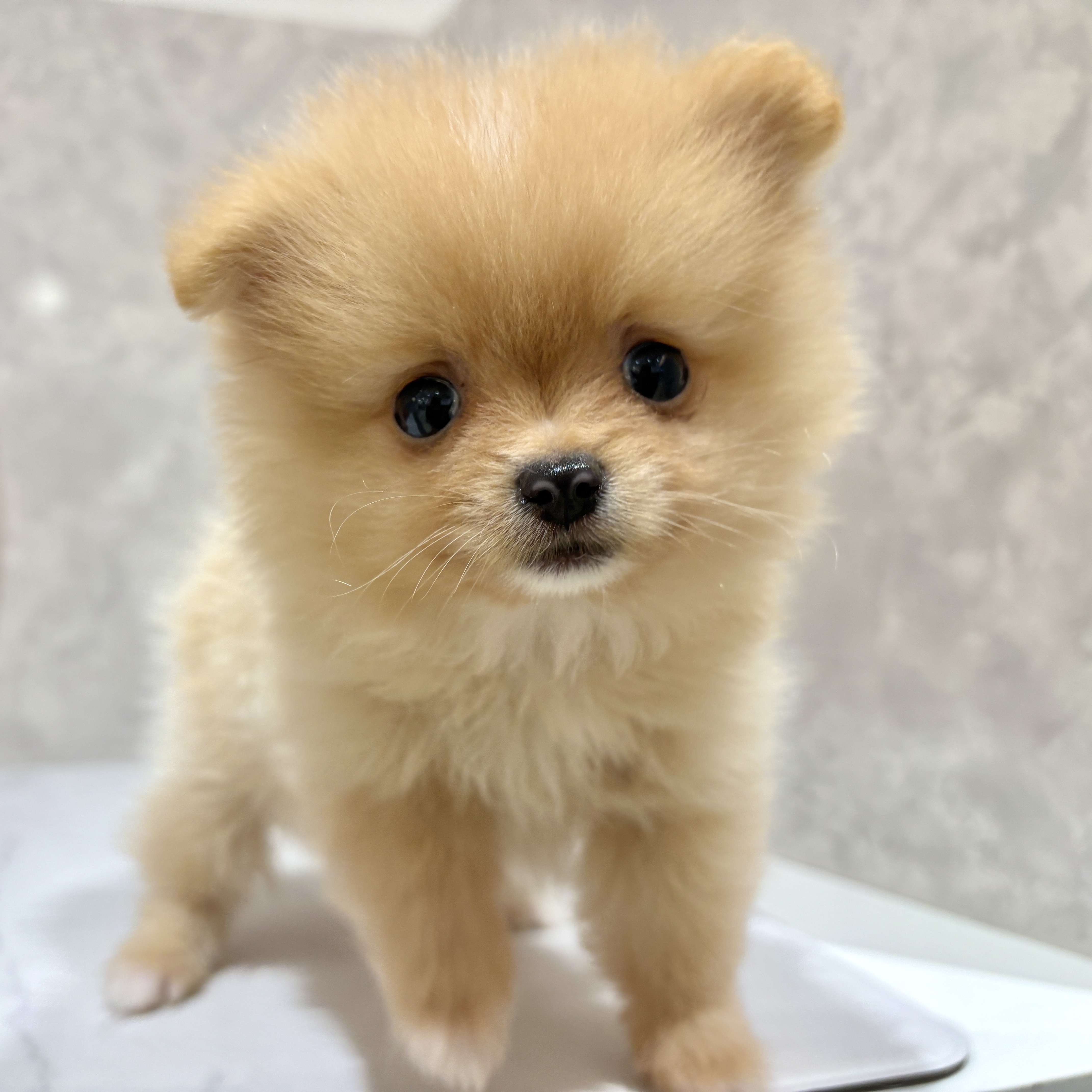 福岡県のポメラニアン (犬の家＆猫の里くりえいと宗像店/2026年3月22日生まれ/男の子/クリーム)の子犬の2枚目の画像