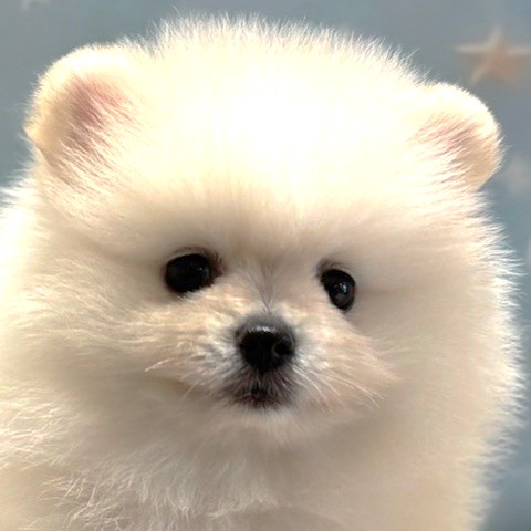 福岡県のポメラニアン (犬の家＆猫の里トリアス久山店/2026年3月22日生まれ/女の子/ホワイト)の子犬の1枚目の画像