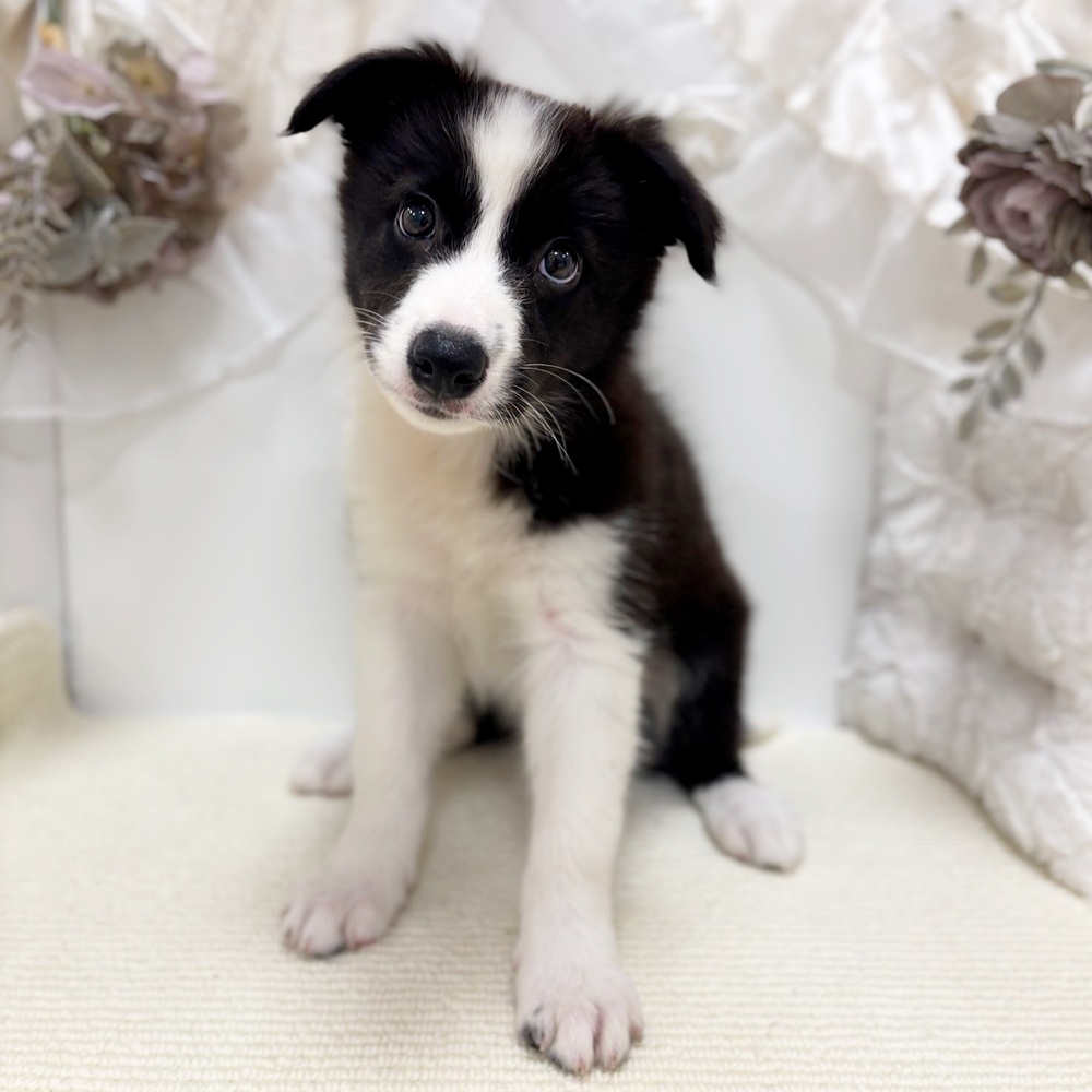 岐阜県のボーダーコリー (犬の家＆猫の里カラフルタウン岐阜店/2026年3月24日生まれ/女の子/ブラックホワイト)の子犬の2枚目の画像