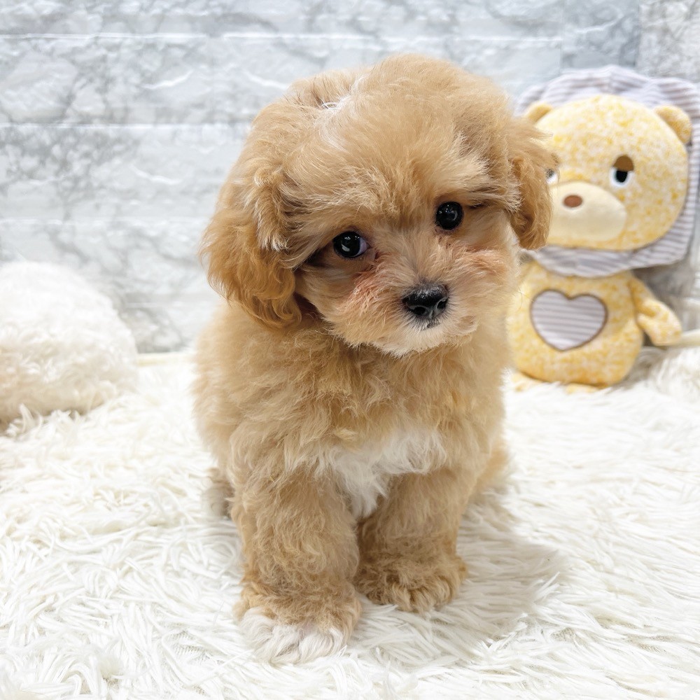 愛知県のマルプー(マルチーズ×プードル) (犬の家＆猫の里MiO香久山店/2026年3月23日生まれ/男の子/アプリコットホワイト)の子犬の2枚目の画像