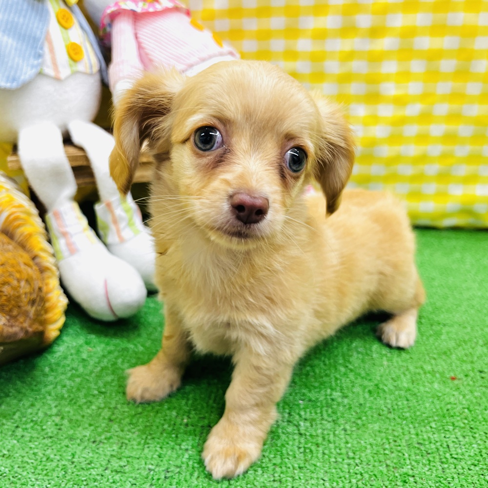 愛知県のチワックス(チワワ×ダックス) (犬の家＆猫の里名古屋天白店/2026年3月23日生まれ/女の子/ゴールド)の子犬の1枚目の画像