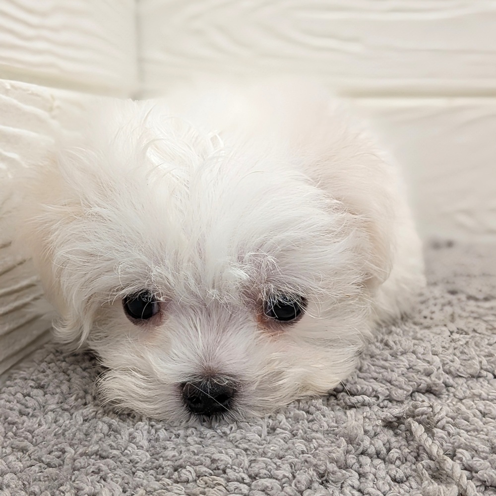 愛知県のマルチーズ (犬の家＆猫の里七宝店/2026年3月24日生まれ/男の子/ホワイト)の子犬の2枚目の画像