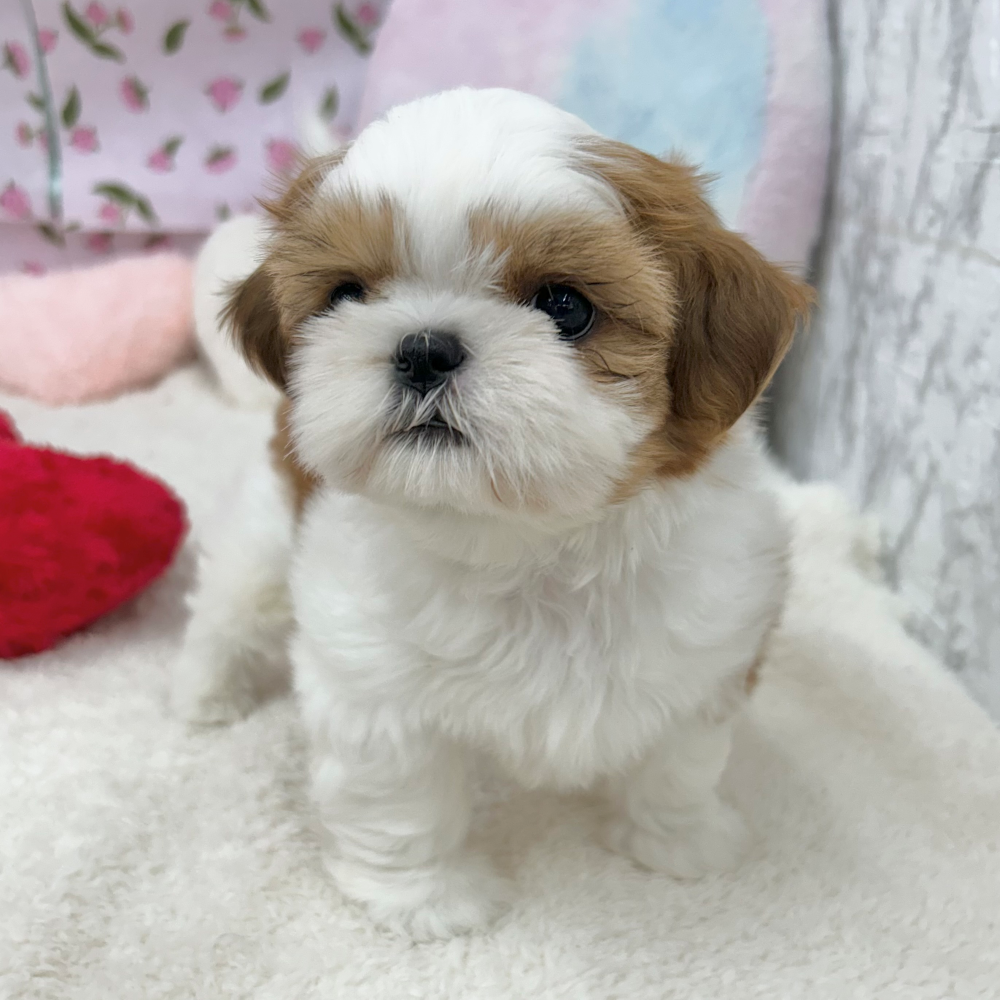 愛知県のシーズー (犬の家＆猫の里エアポートウォーク店/2026年3月24日生まれ/女の子/ホワイトゴールド)の子犬の1枚目の画像