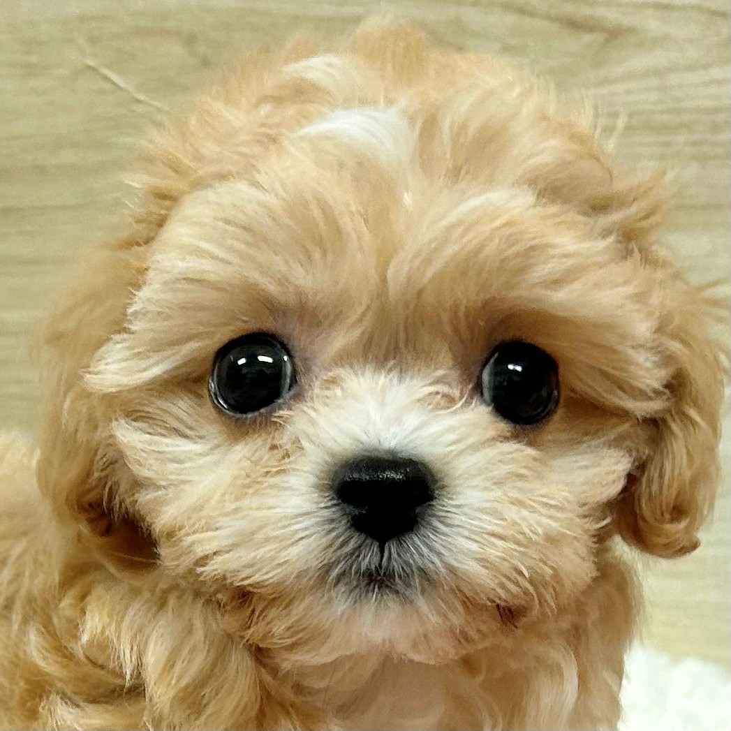 ハーフ犬女の子の写真