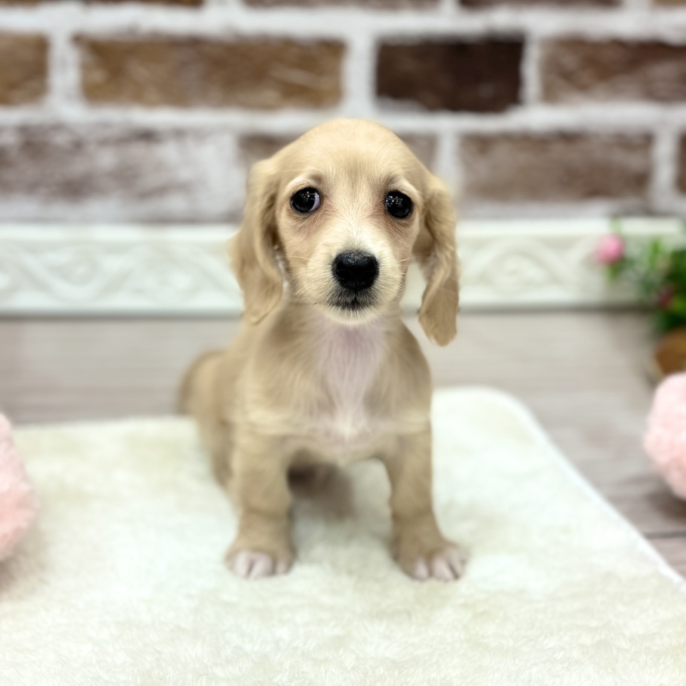 三重県のミニチュアダックスフンド(ロング) (犬の家＆猫の里三重桑名店/2026年3月23日生まれ/女の子/イエロー)の子犬の1枚目の画像