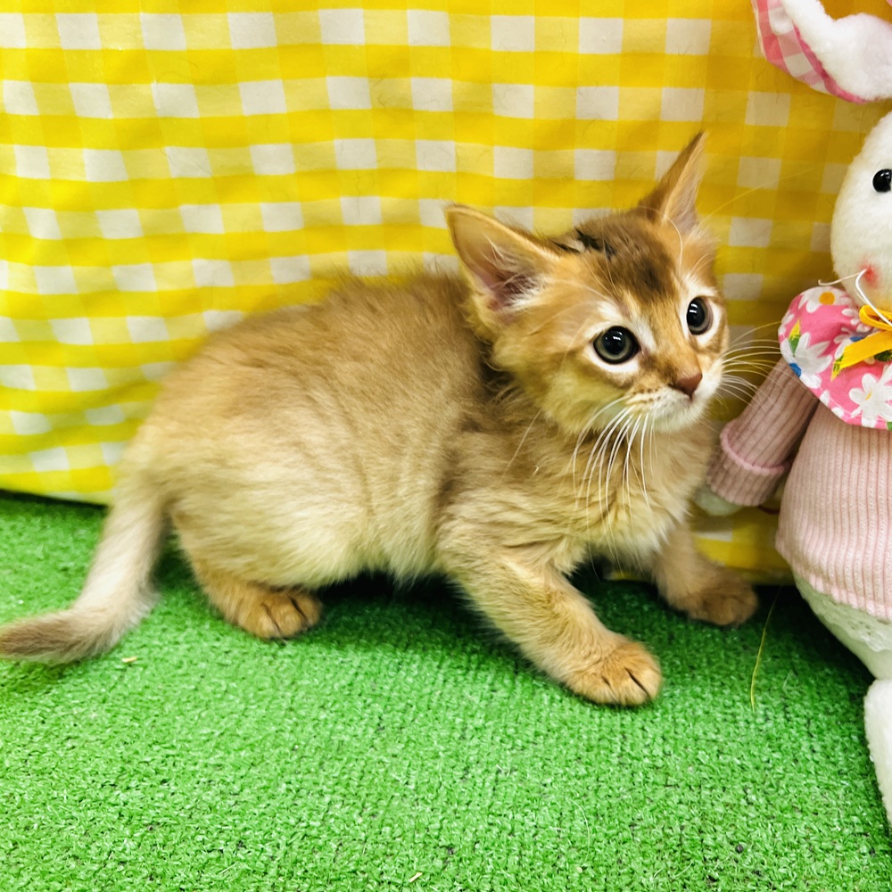 愛知県のソマリ (犬の家＆猫の里名古屋天白店/2026年3月25日生まれ/女の子/レッド)の子猫の2枚目の画像