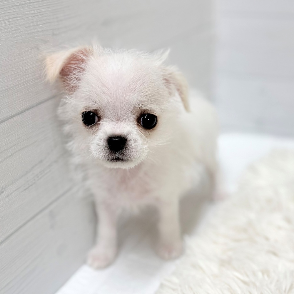ハーフ犬男の子の写真
