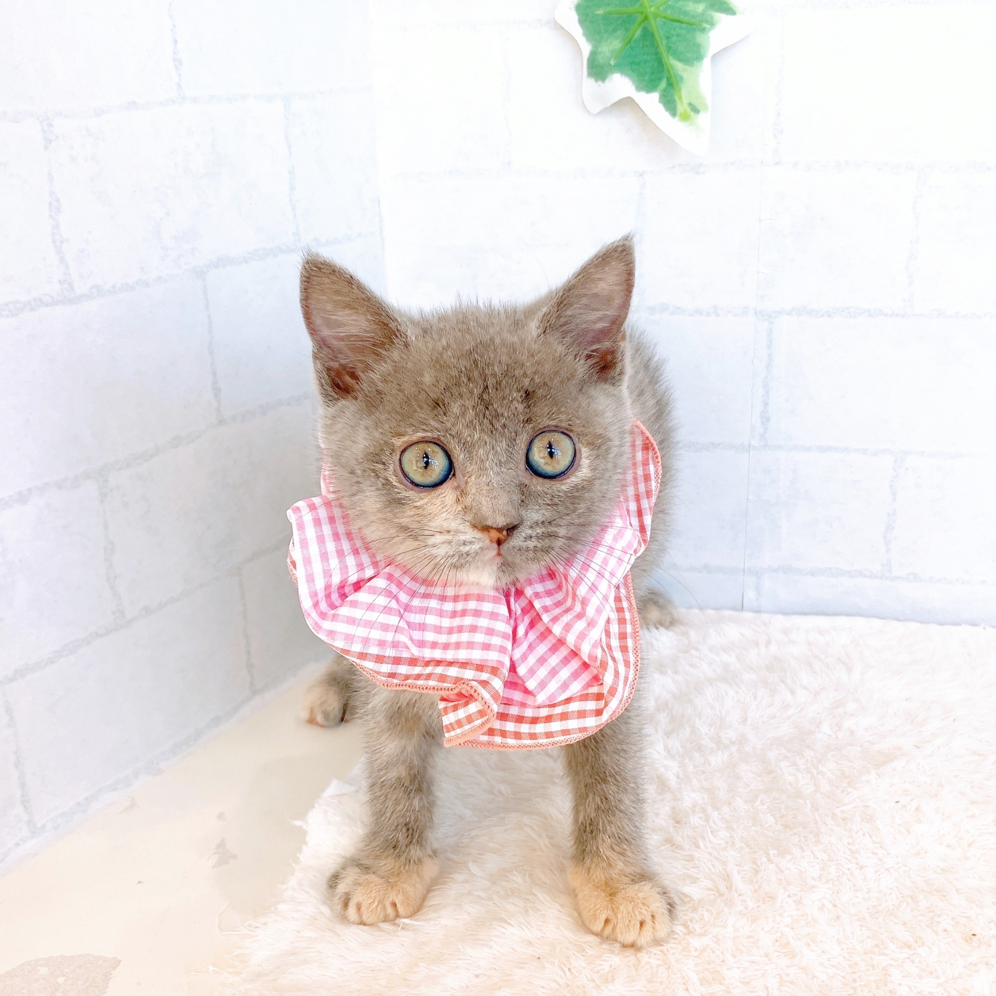 石川県のブリティッシュショートヘアー (犬の家＆猫の里金沢店/2026年1月26日生まれ/女の子/ブルークリーム)の子猫の1枚目の画像