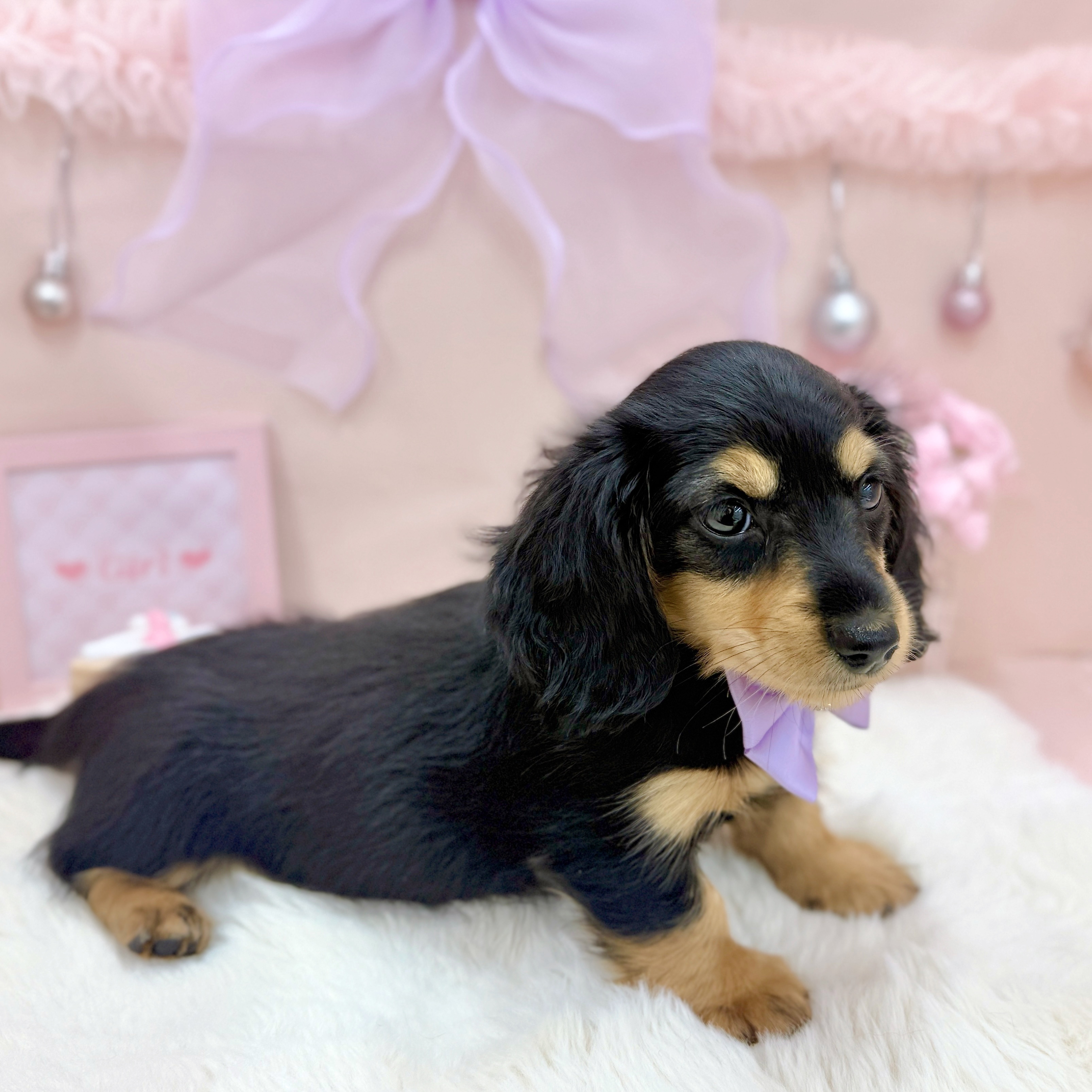 福井県のミニチュアダックスフンド(ロング) (犬の家＆猫の里アミーゴ福井大和田店/2026年3月25日生まれ/女の子/ブラックタン)の子犬の2枚目の画像
