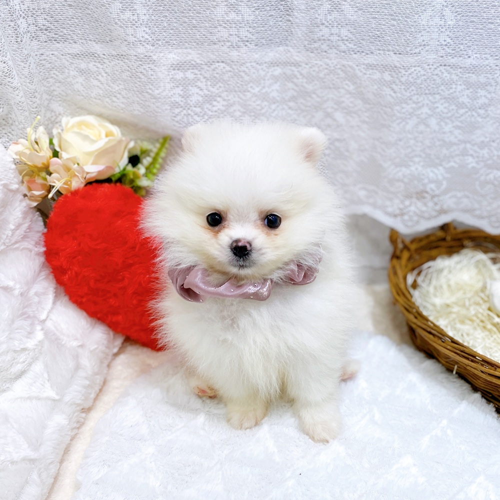 滋賀県のポメラニアン (犬の家＆猫の里長浜店/2026年3月25日生まれ/女の子/クリーム)の子犬の1枚目の画像