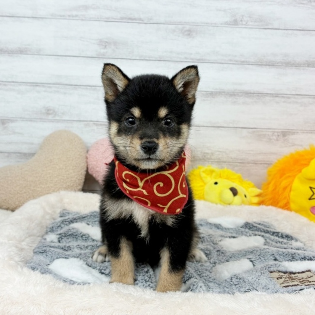 兵庫県の豆柴 (犬の家＆猫の里川西店/2026年3月19日生まれ/女の子/黒)の子犬の1枚目の画像