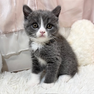 兵庫県のブリティッシュショートヘアー (犬の家＆猫の里カナート西神戸店/2026年3月25日生まれ/男の子/ブルーホワイト)の子猫の1枚目の画像