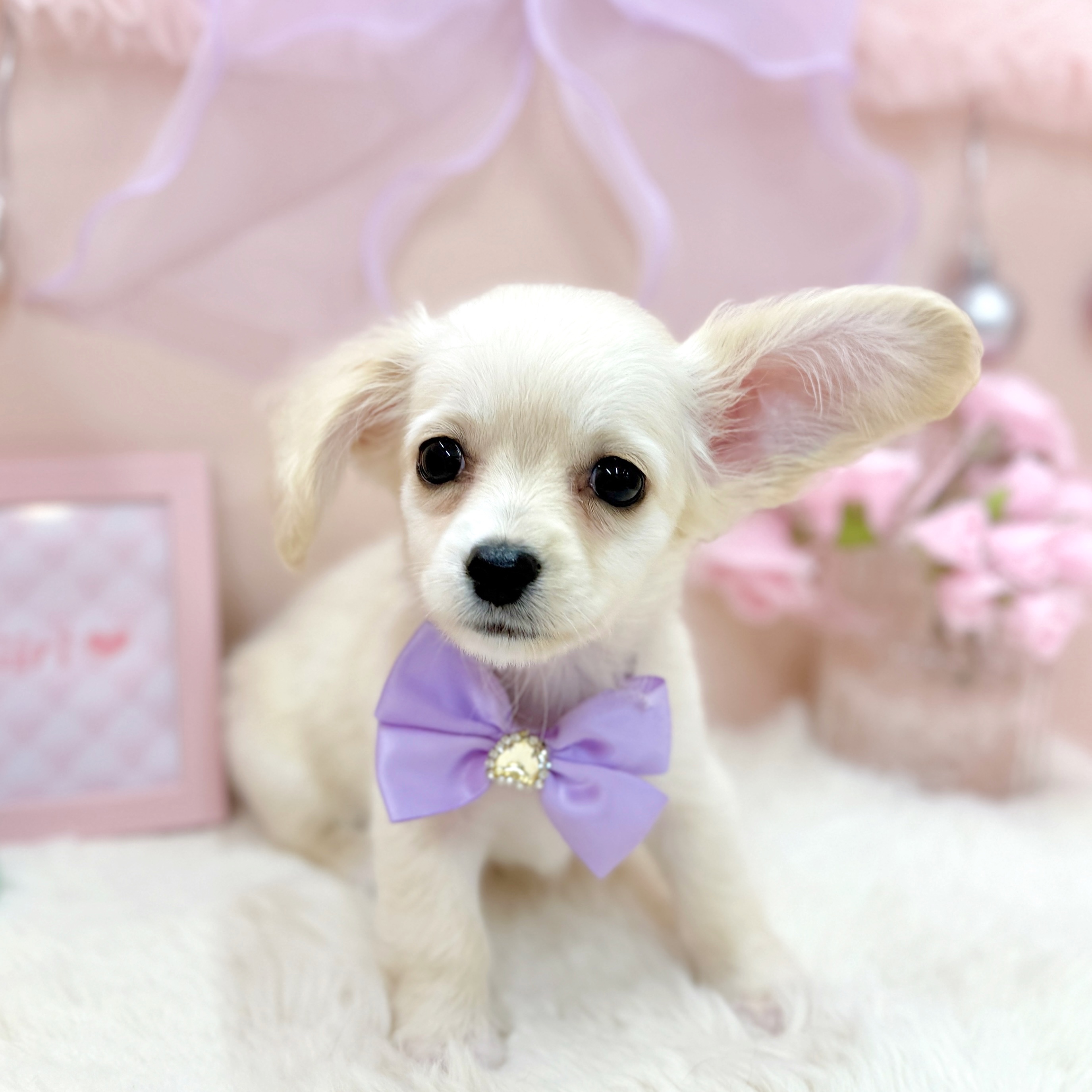 福井県のチワックス(チワワ×ダックス) (犬の家＆猫の里アミーゴ福井大和田店/2026年3月26日生まれ/女の子/クリーム)の子犬の2枚目の画像