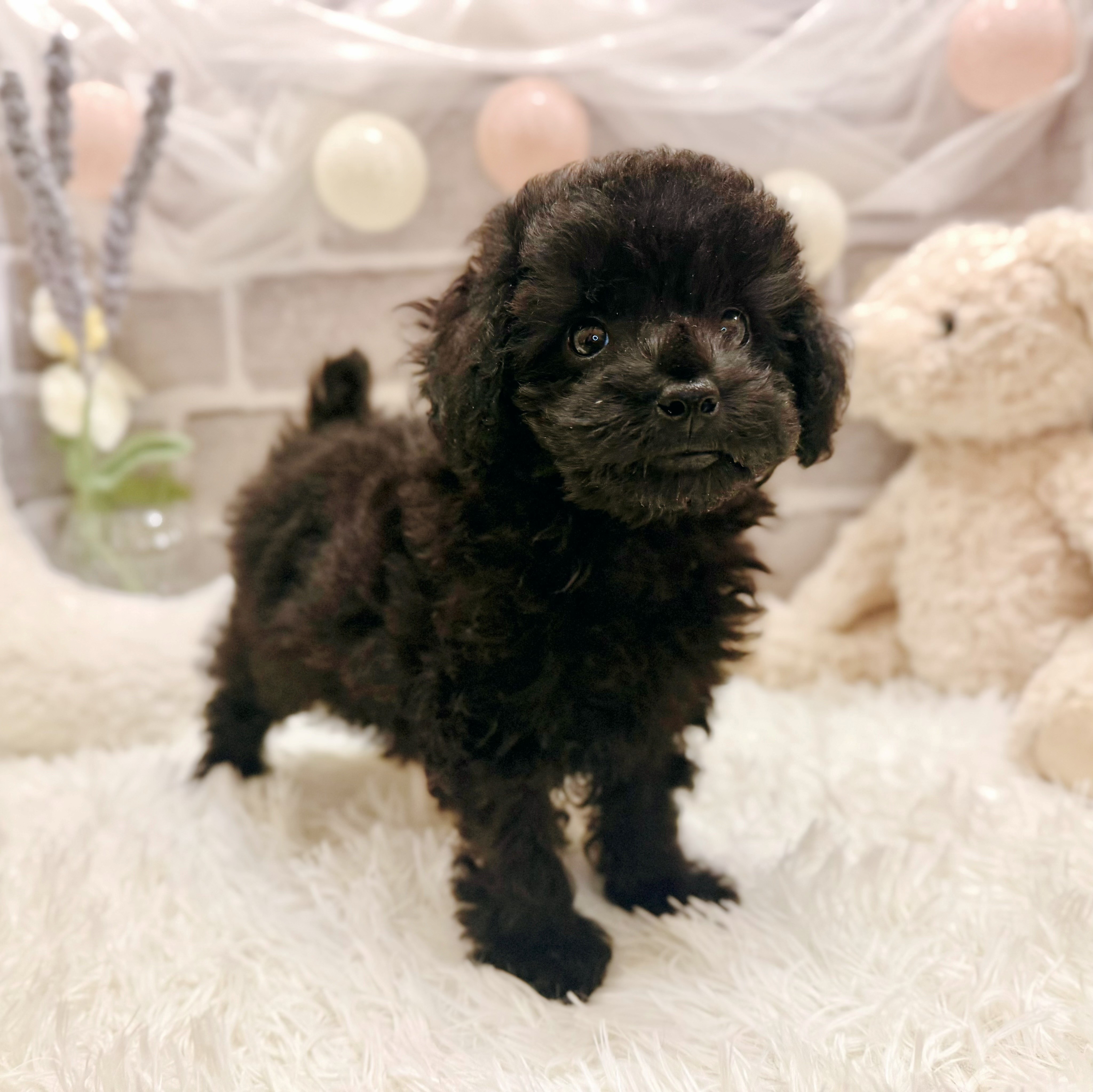 兵庫県のトイプードル(トイ) (犬の家＆猫の里神戸店/2026年3月22日生まれ/女の子/ブラック)の子犬の2枚目の画像